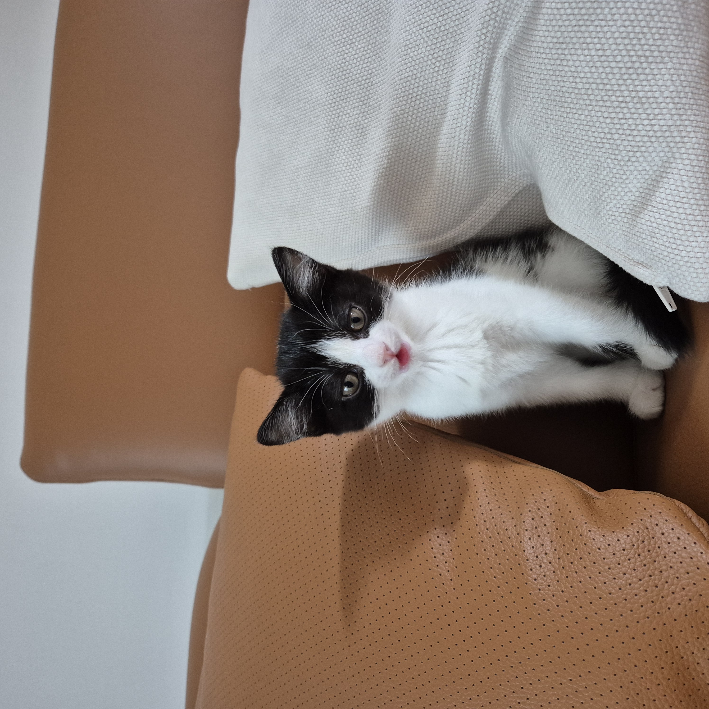 안녕하세요, 요~다 입니다. (초록이)