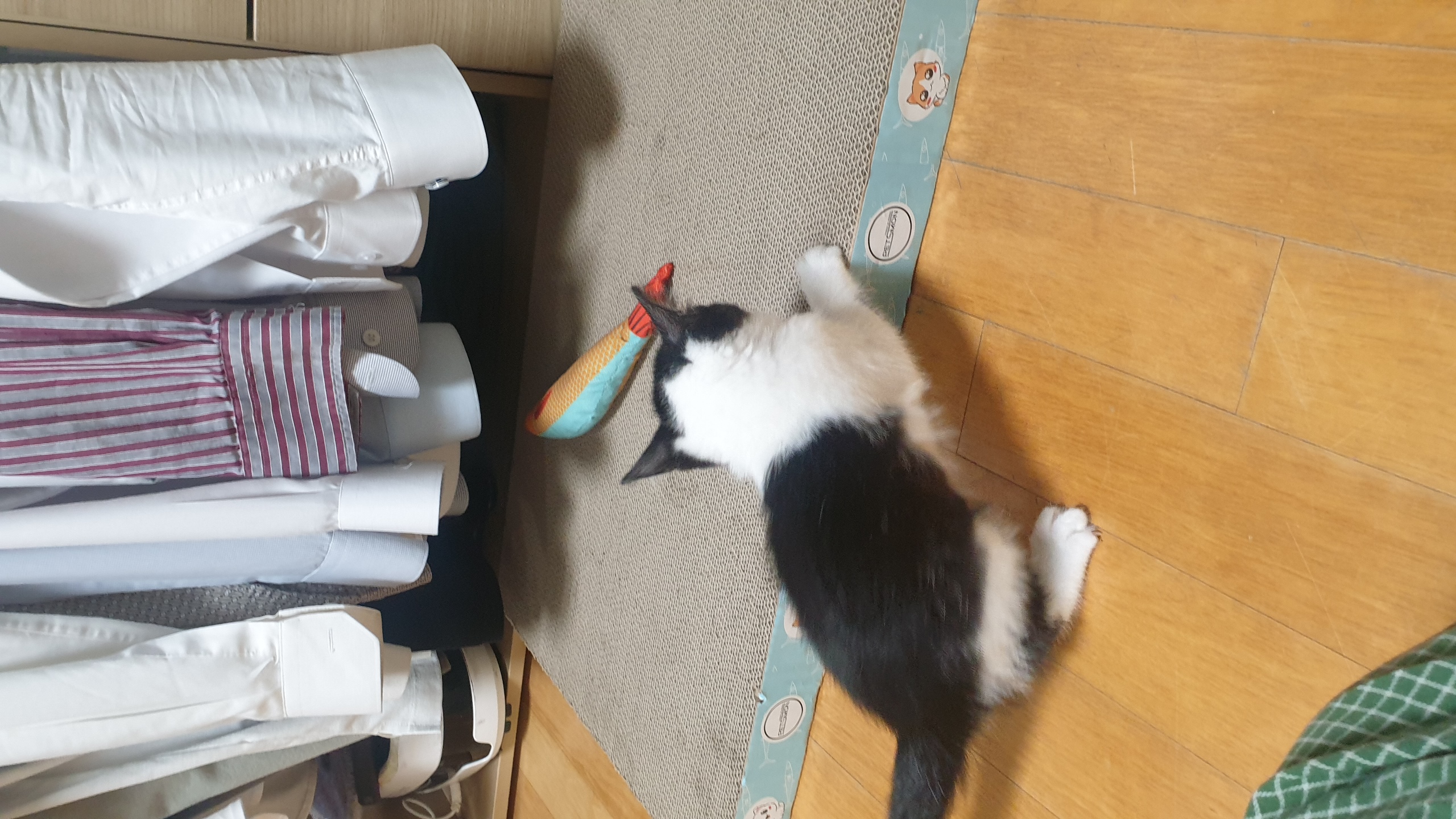 안녕하세요, 요~다 입니다. (초록이)