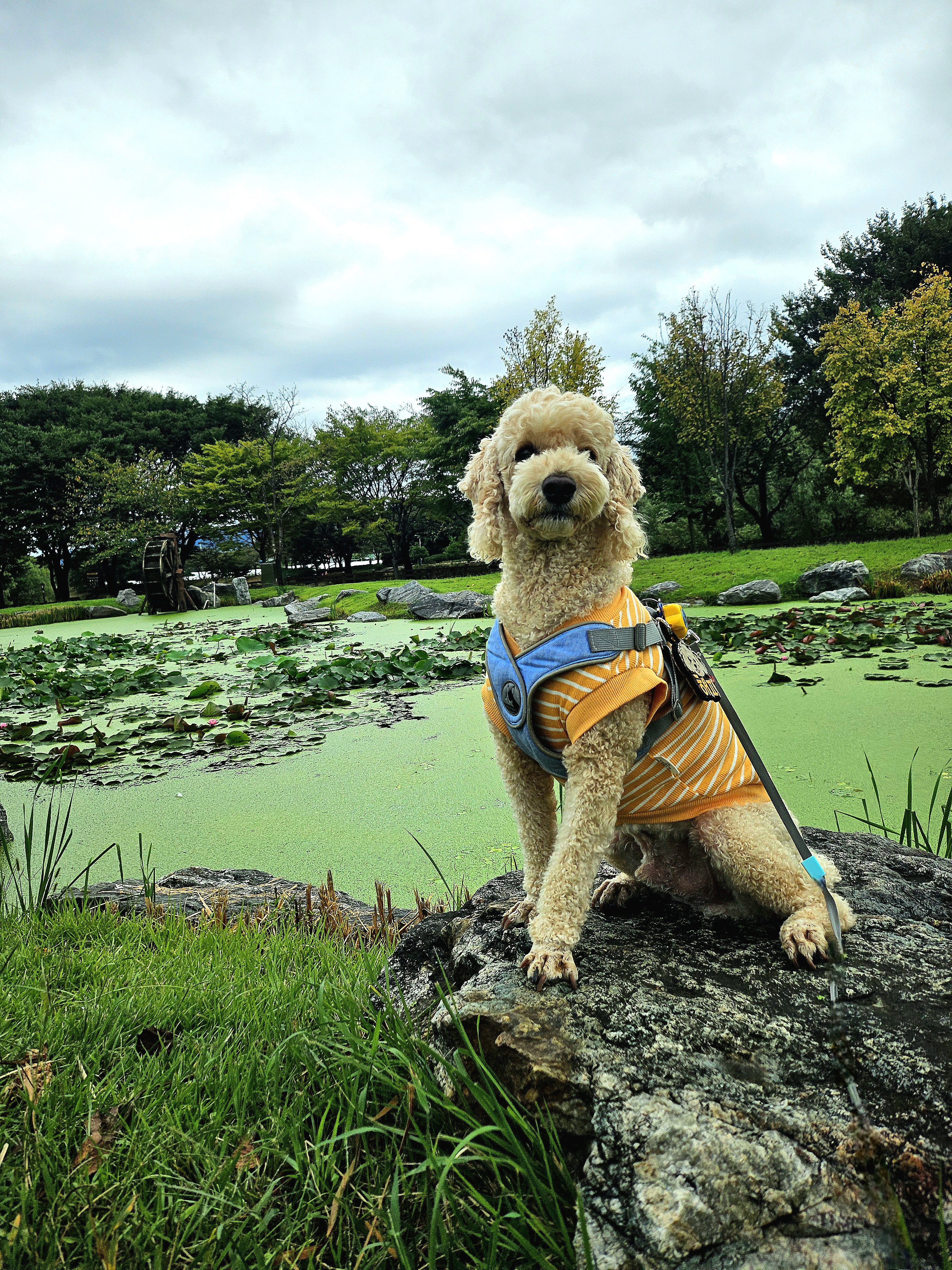 해피(푸이)입양4년
