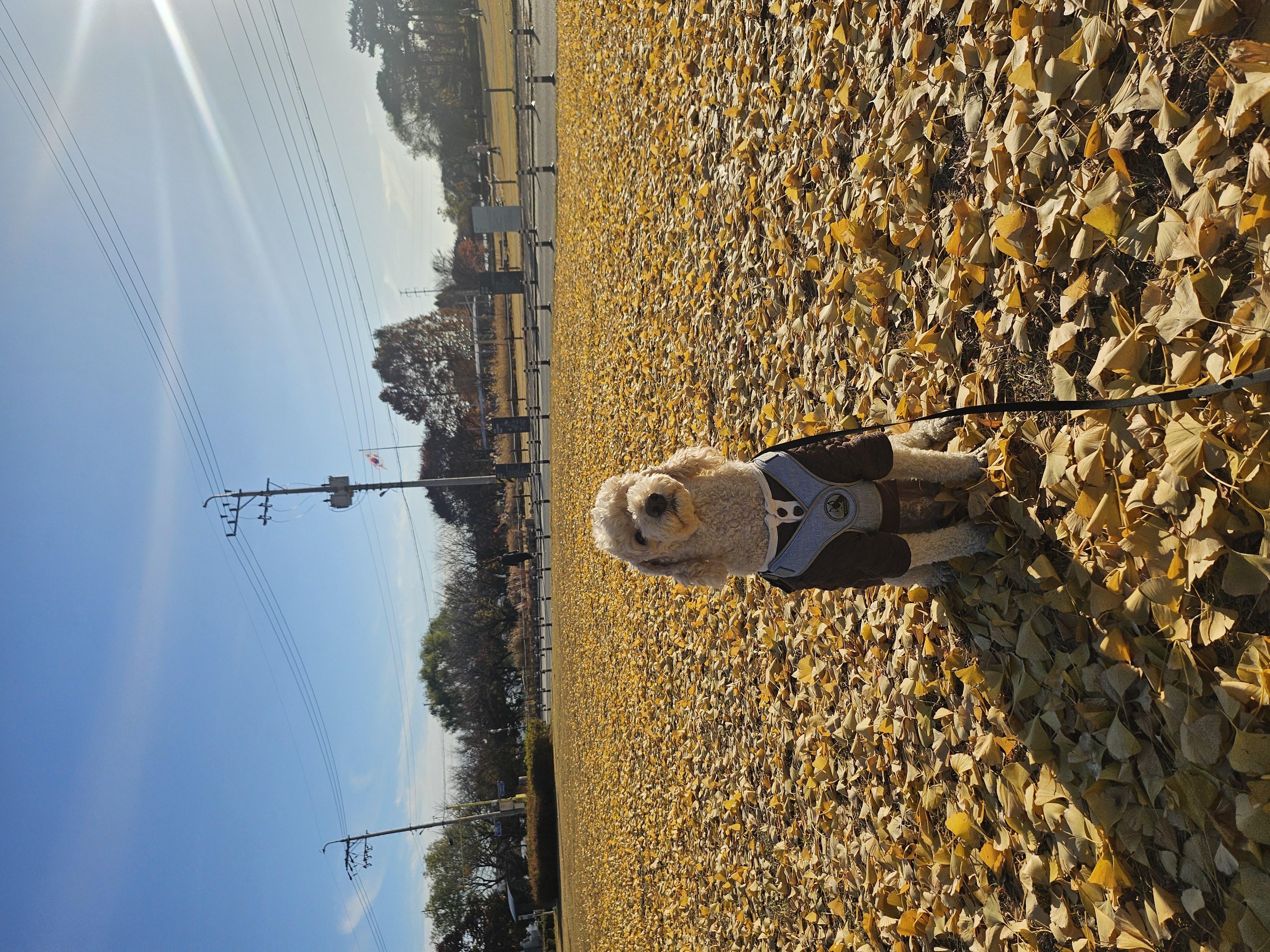 해피(푸이)입양4년