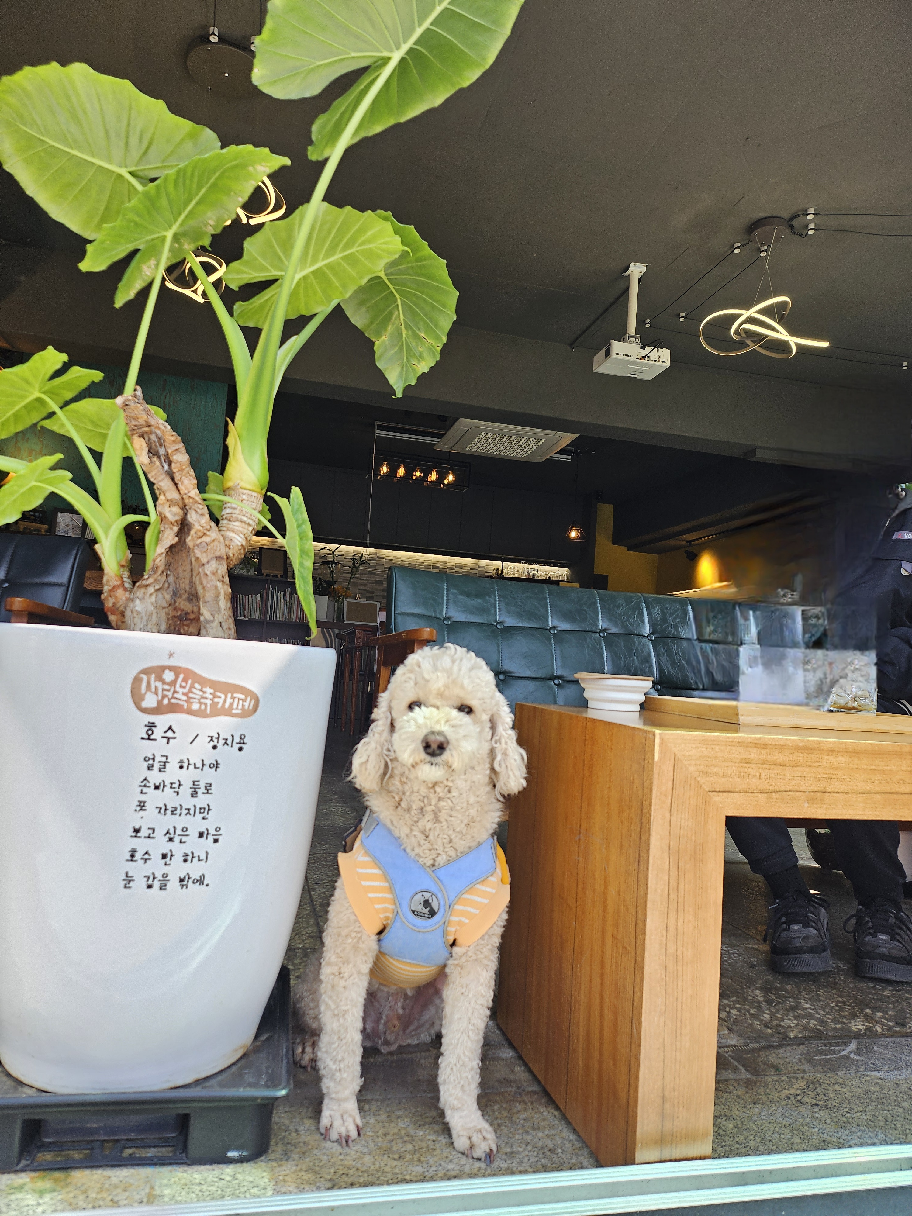 해피(푸이)입양4년