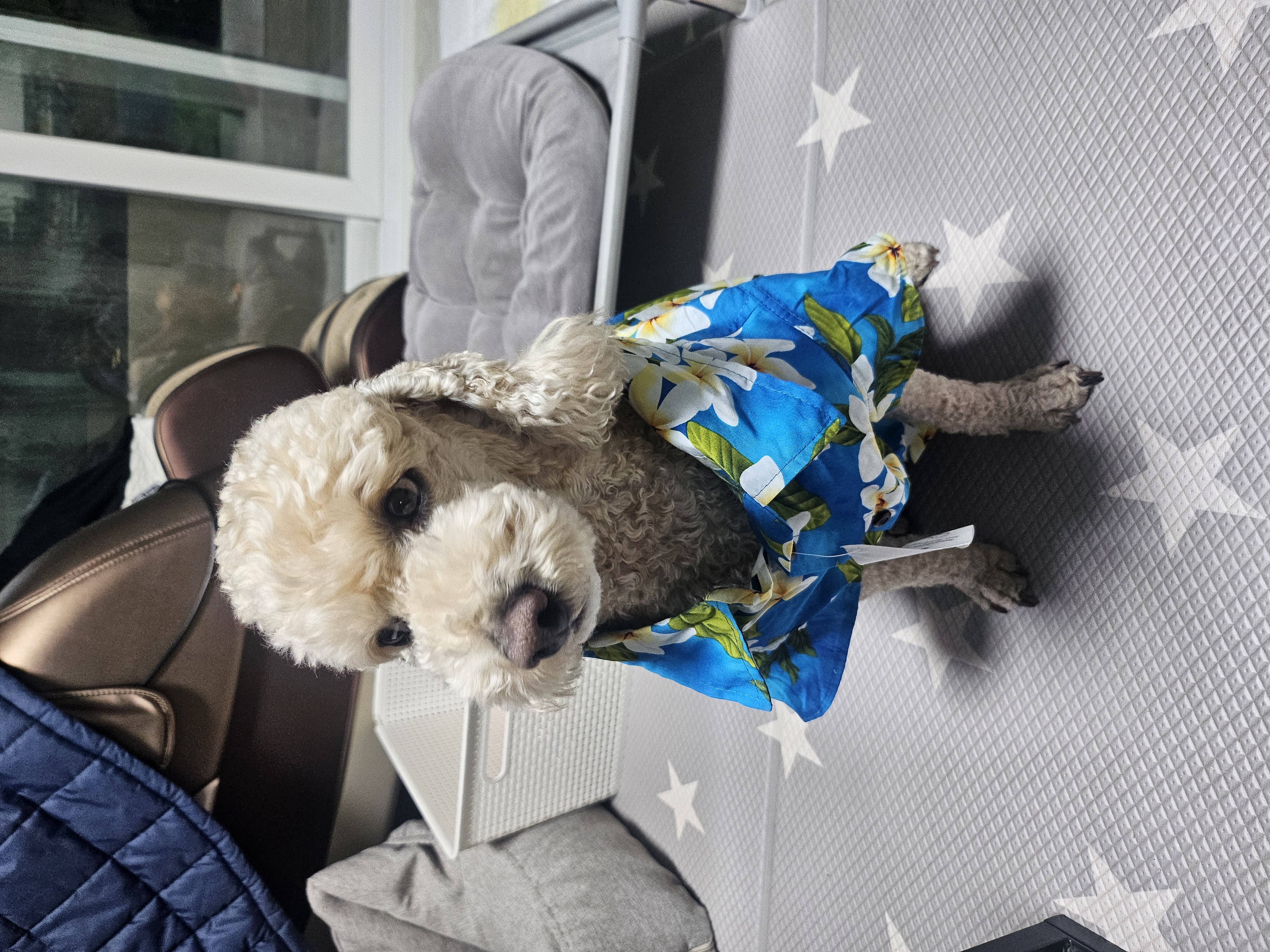 해피(푸이)입양4년