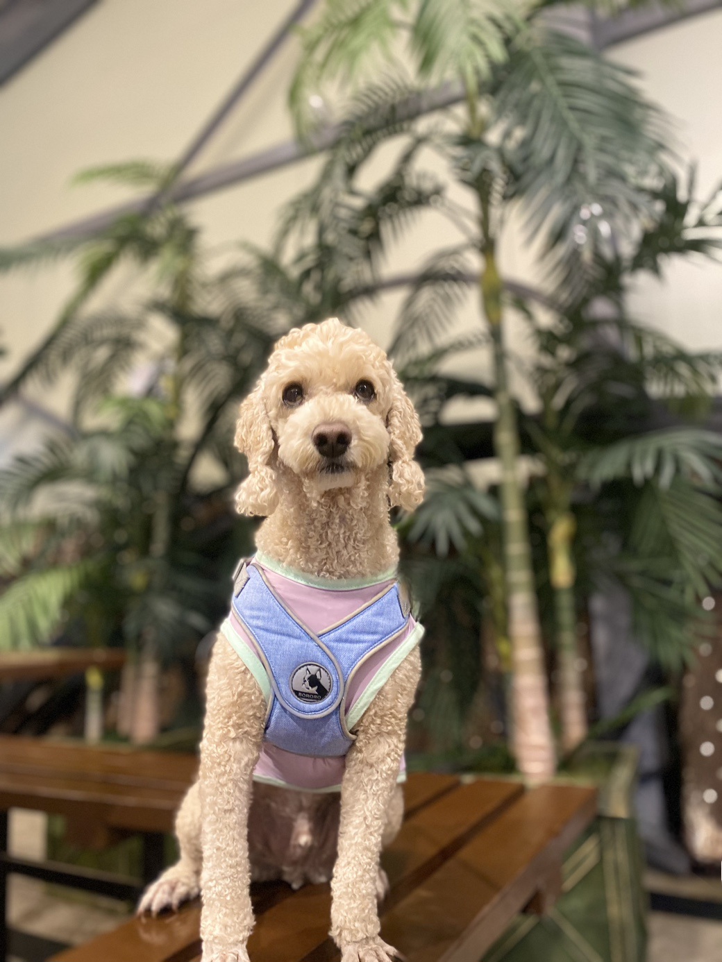 해피(푸이)입양4년