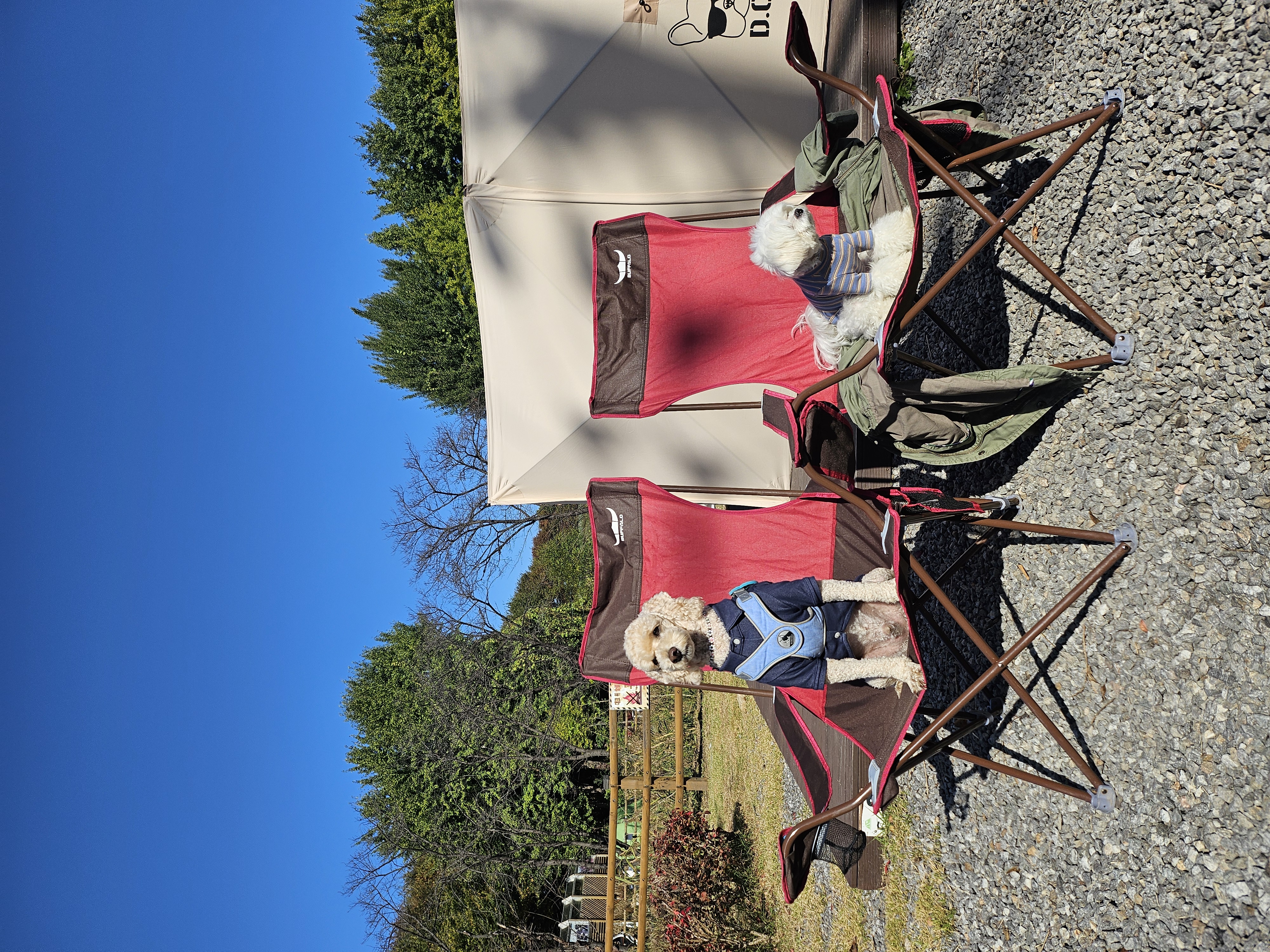 해피(푸이)입양4년