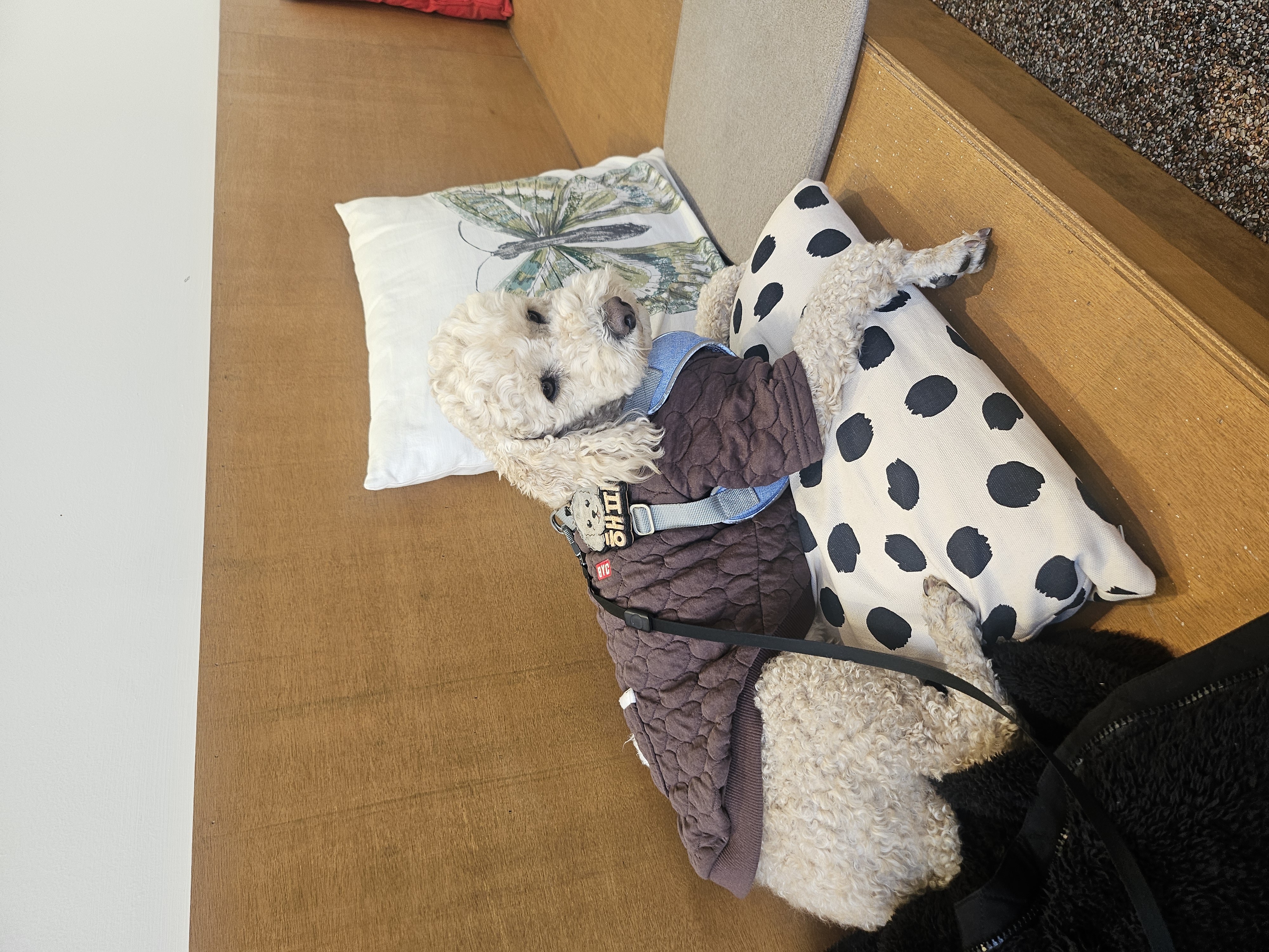 해피(푸이)입양4년