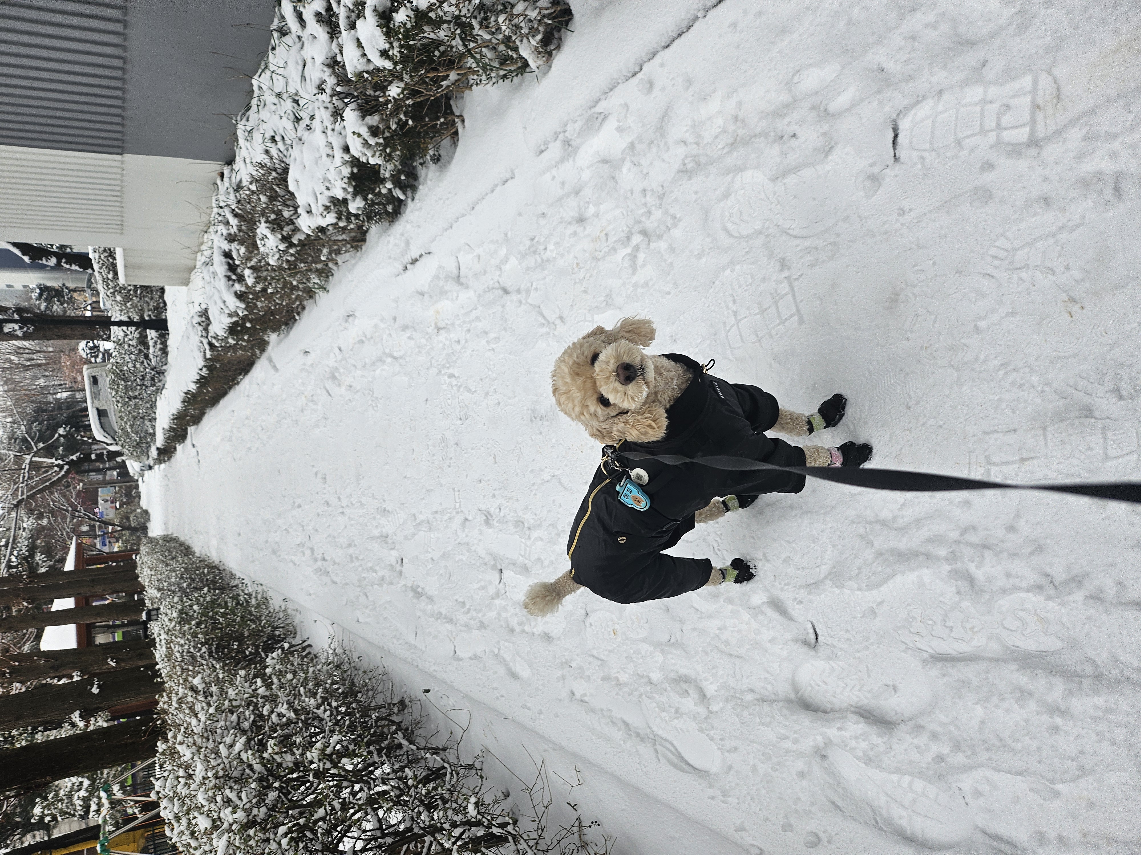 해피(푸이)입양4년