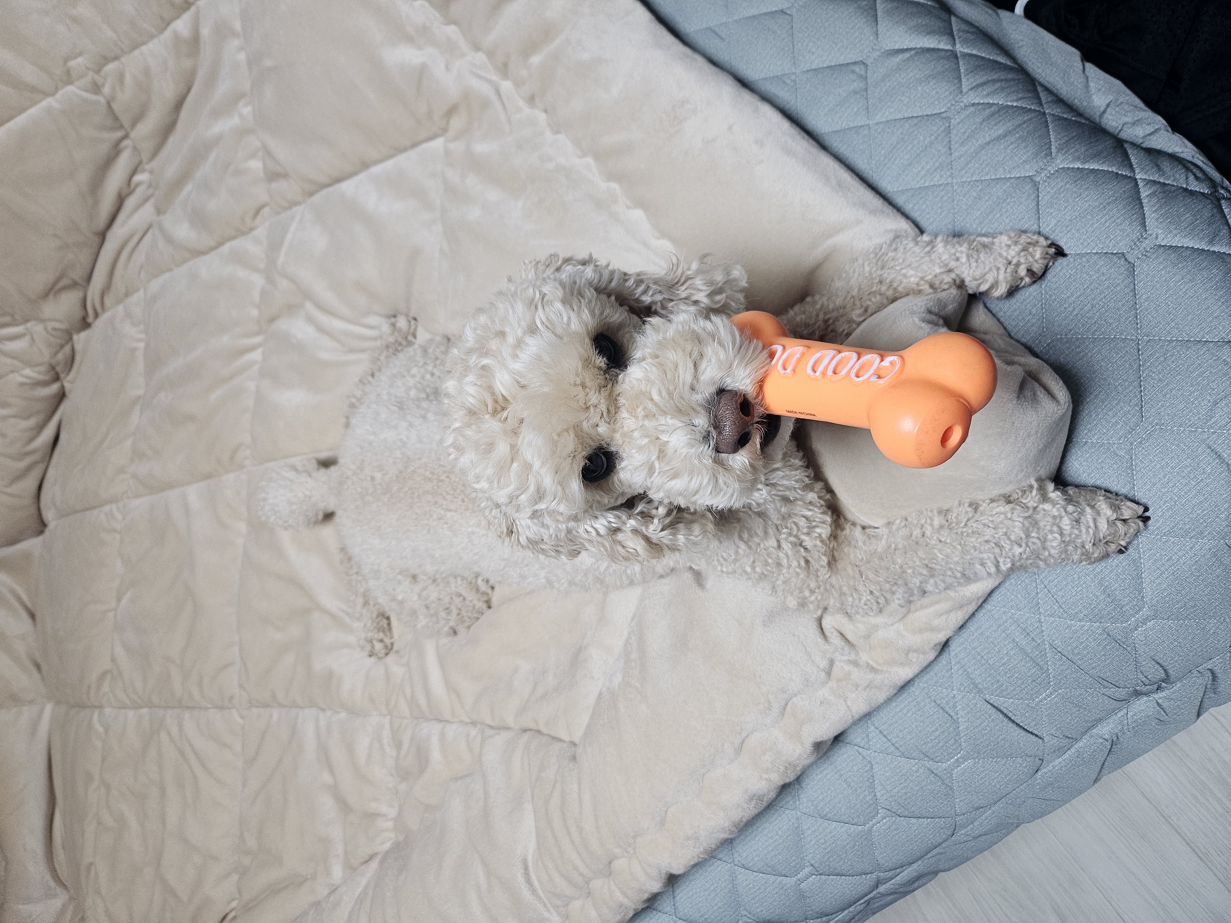 해피(푸이)입양4년