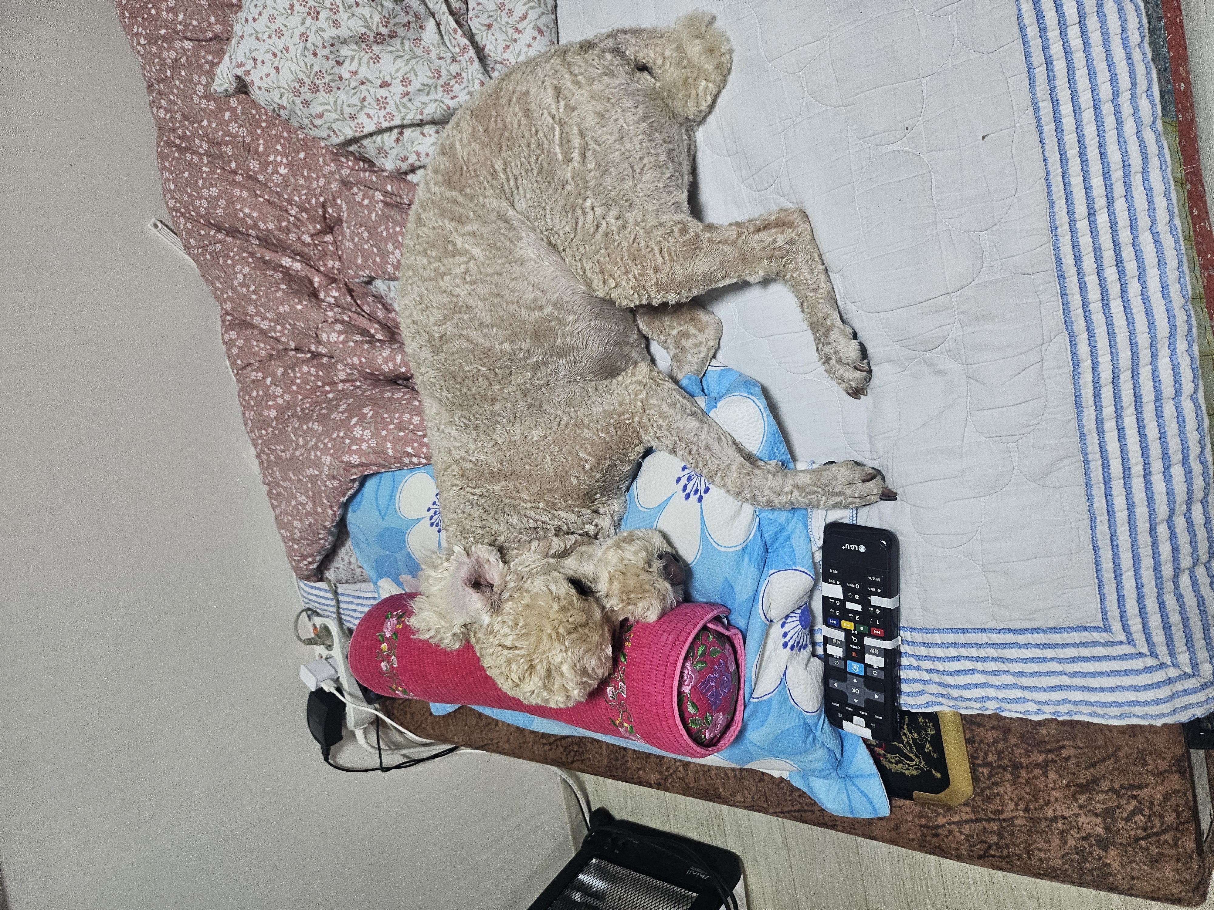 해피(푸이)입양4년