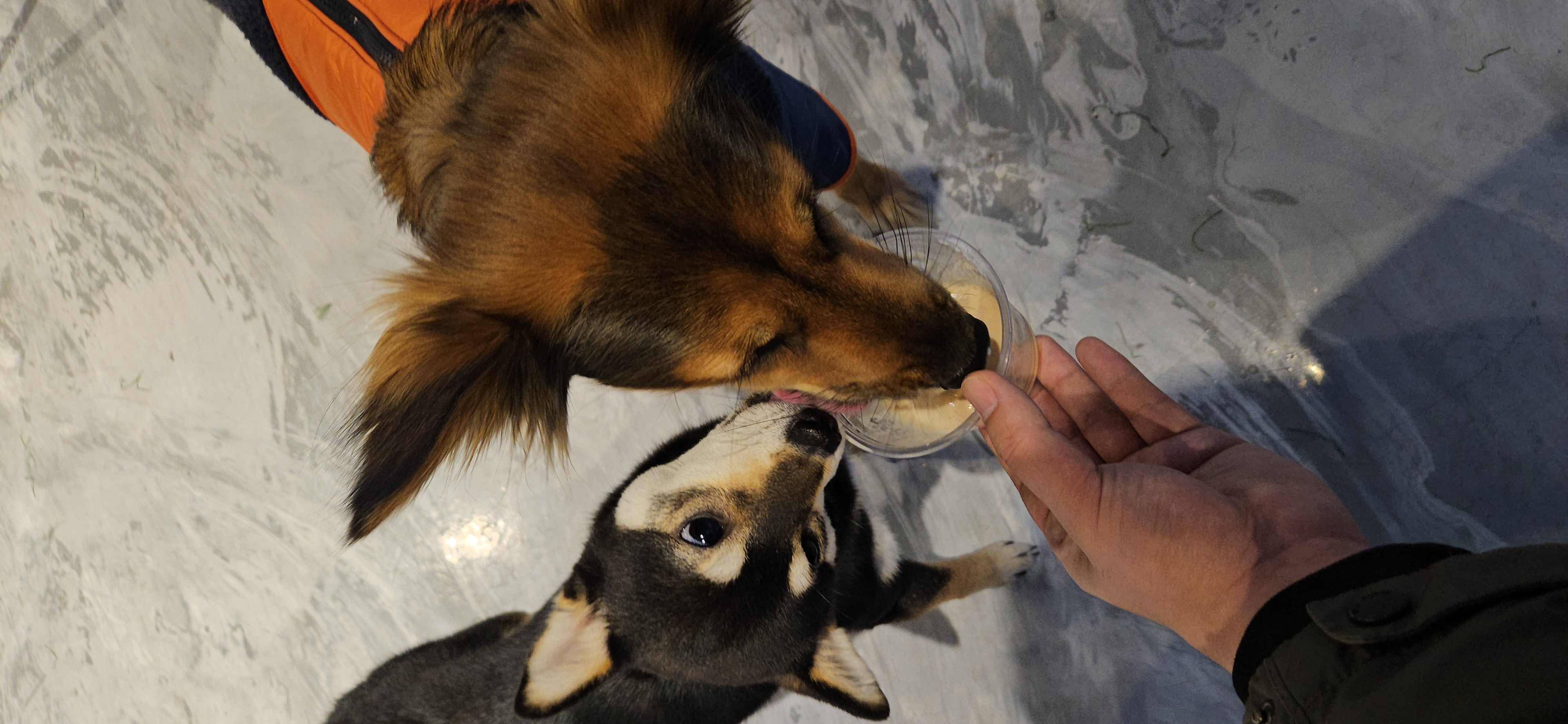 마리아와 한 해의 절반