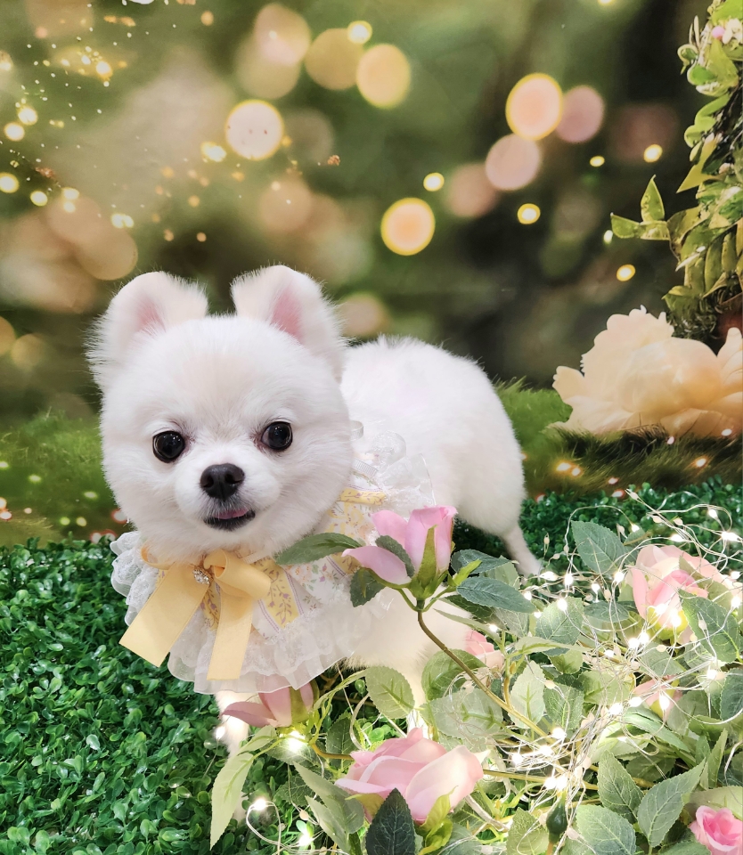 동자연 슈크(현 슈리) 가족된지 1년이 지났습니다