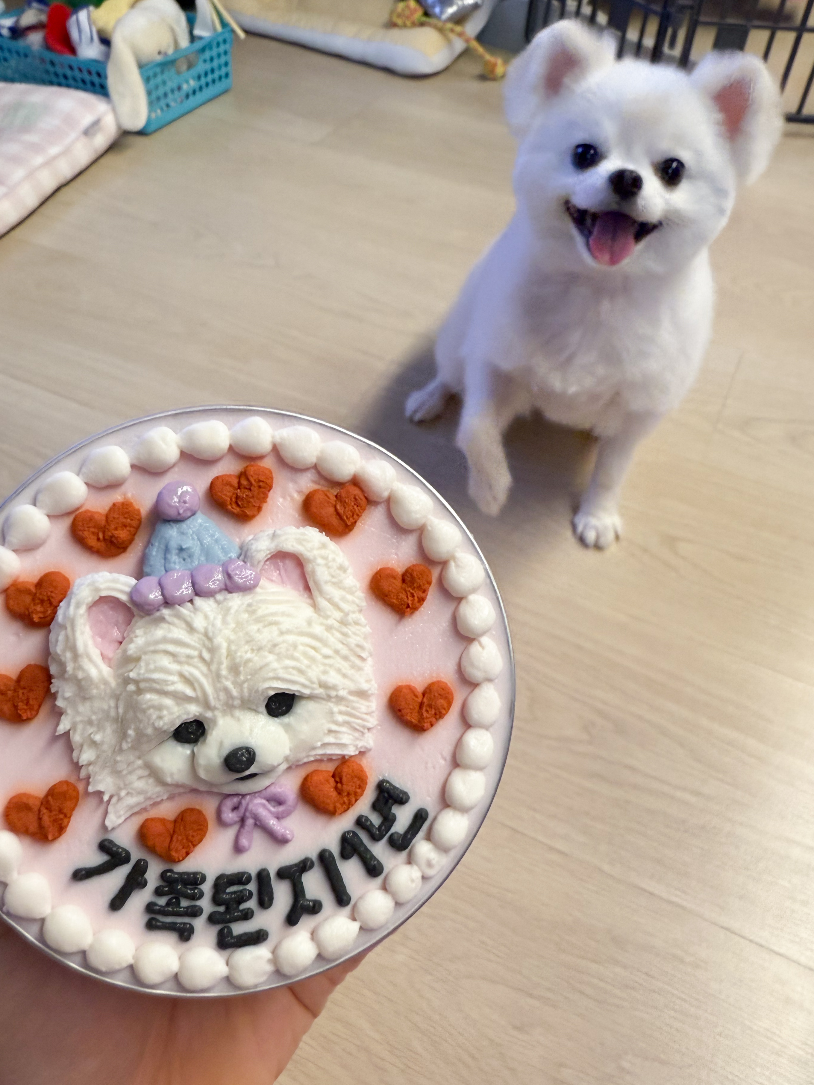 동자연 슈크(현 슈리) 가족된지 1년이 지났습니다