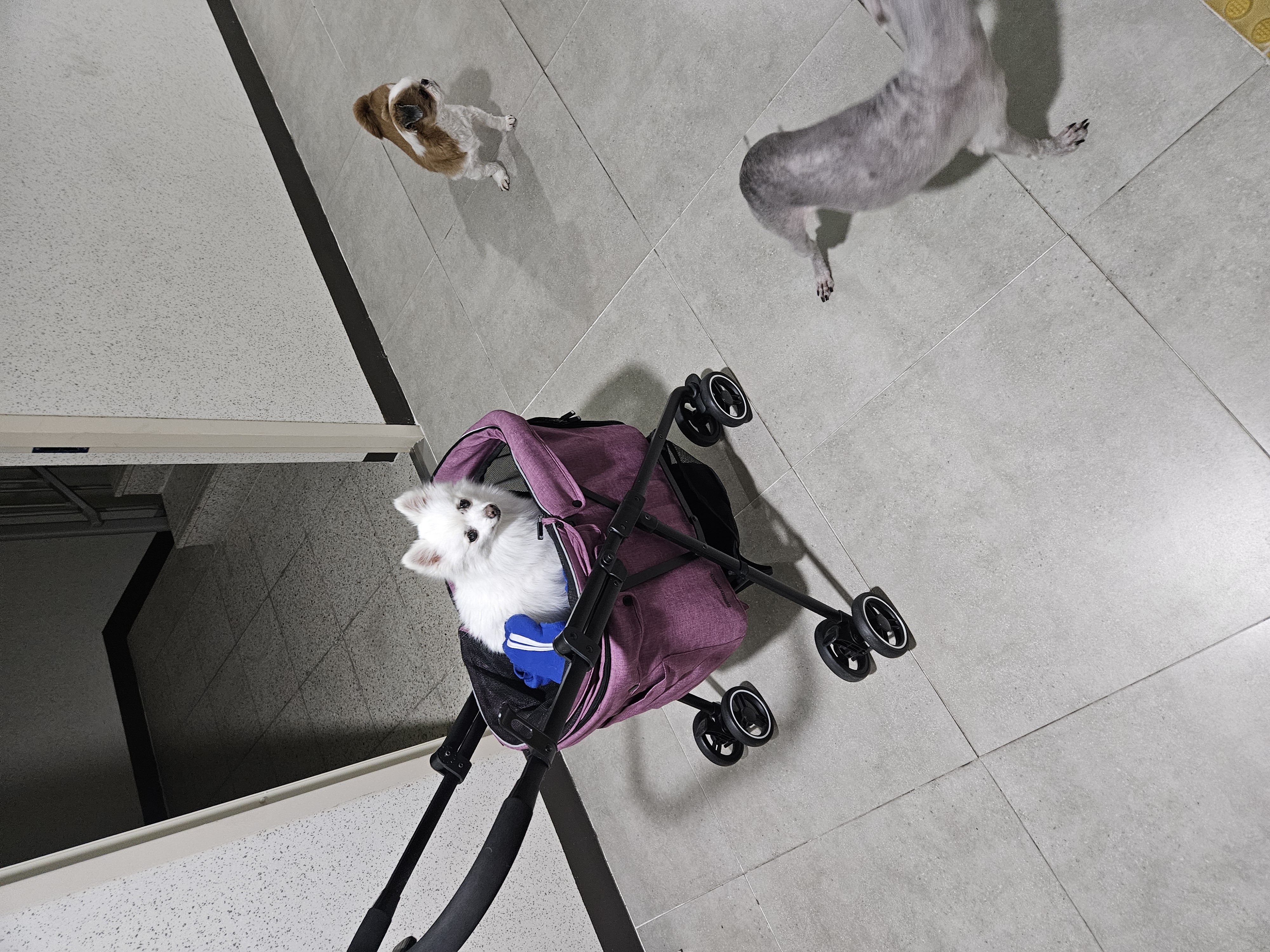 포옹이 가족들과 산책