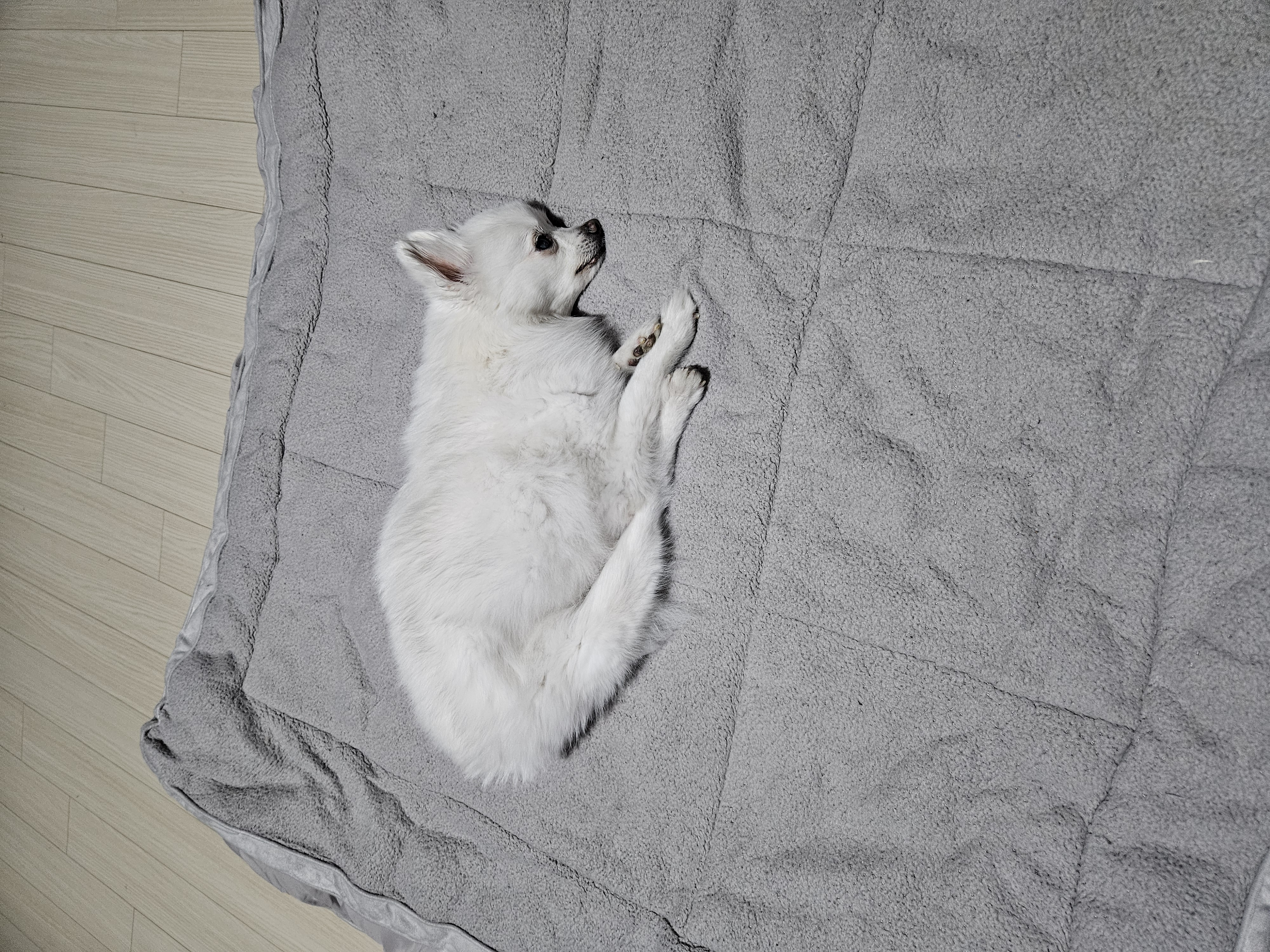 포옹이 가족들과 산책