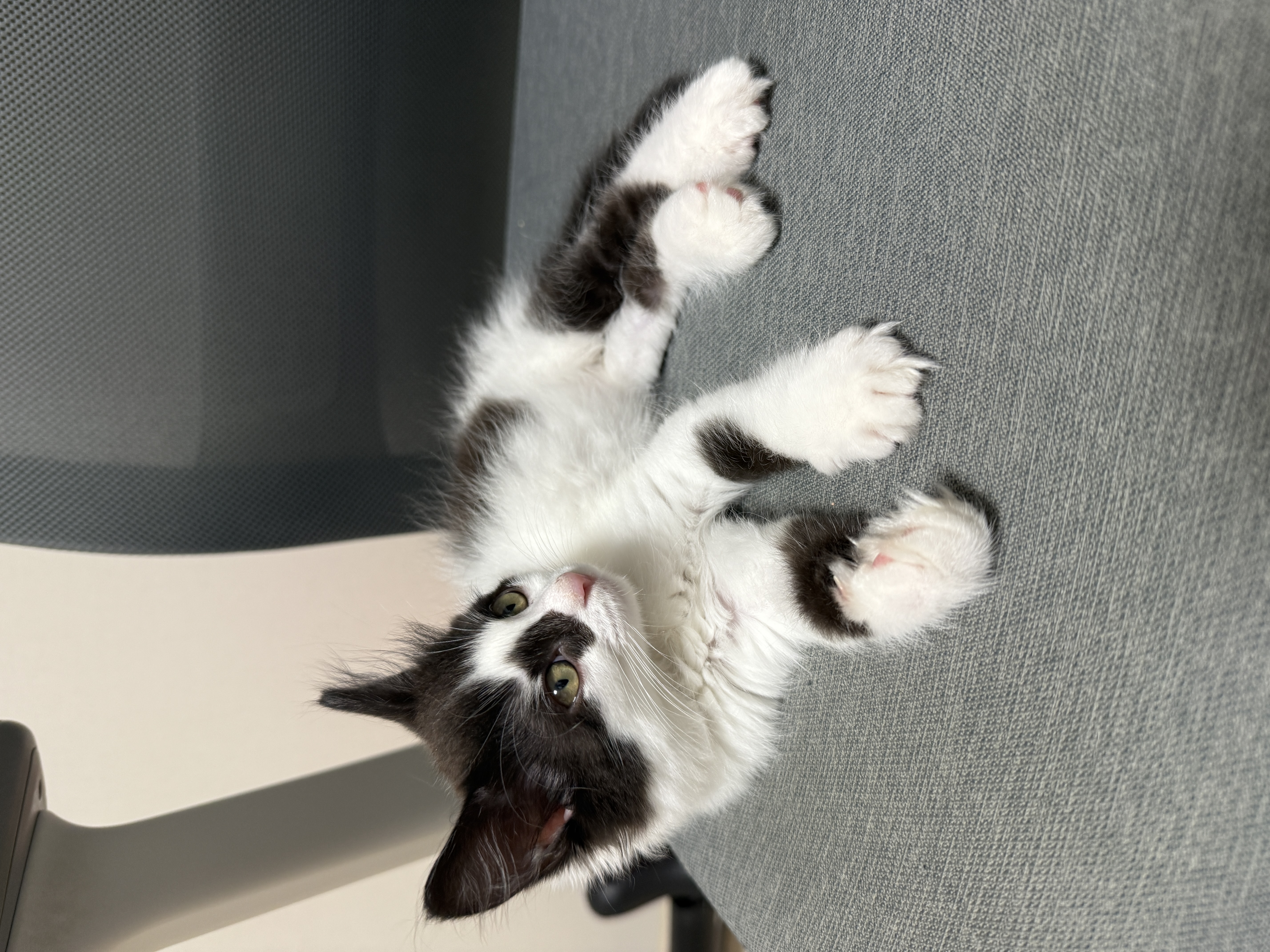  안녕하세요! 버블이(점박이) 1주차 입양 소식입니다~!