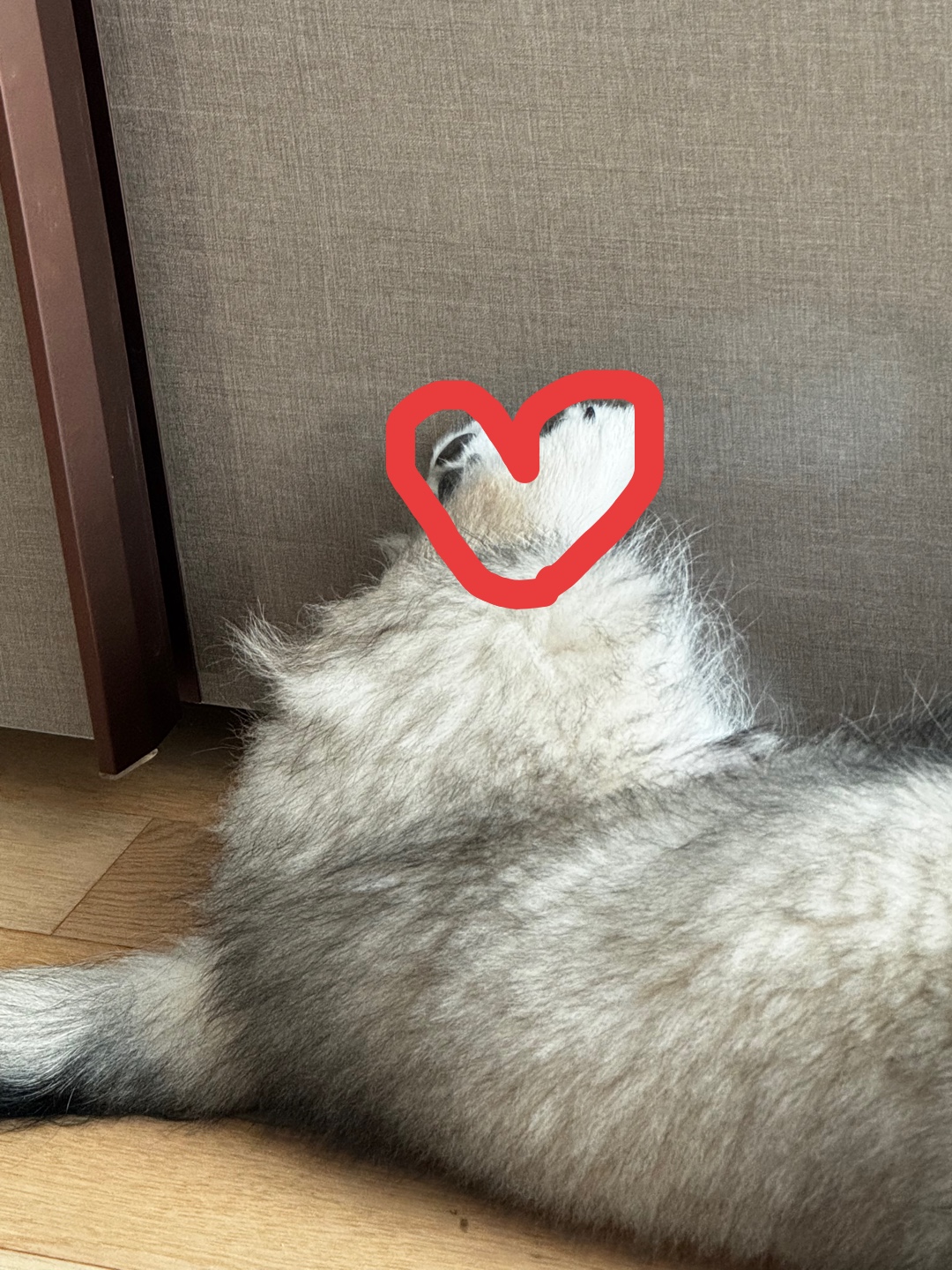 후추(대복이) 한달차입니당 😋