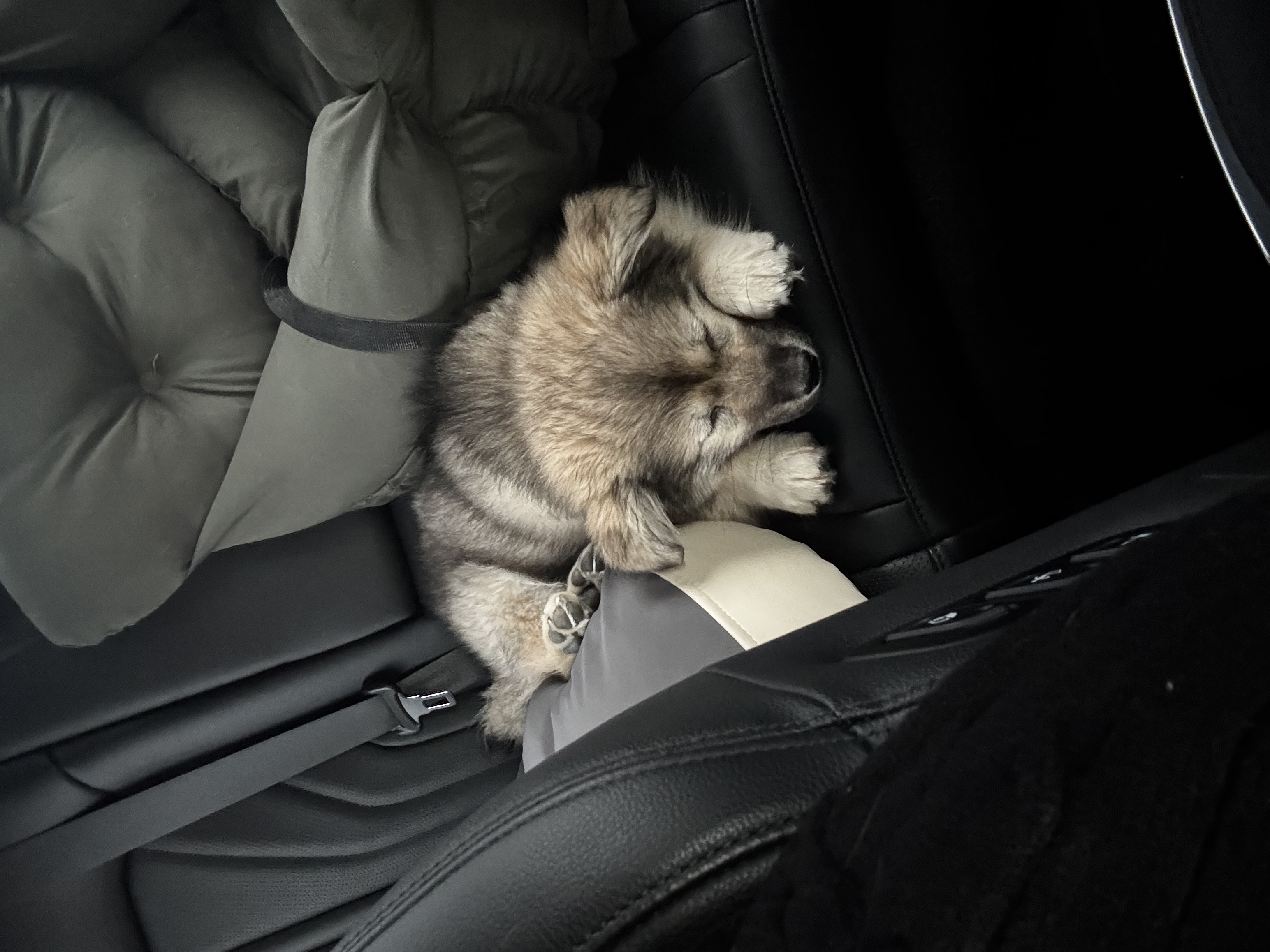 후추(대복이) 한달차입니당 😋