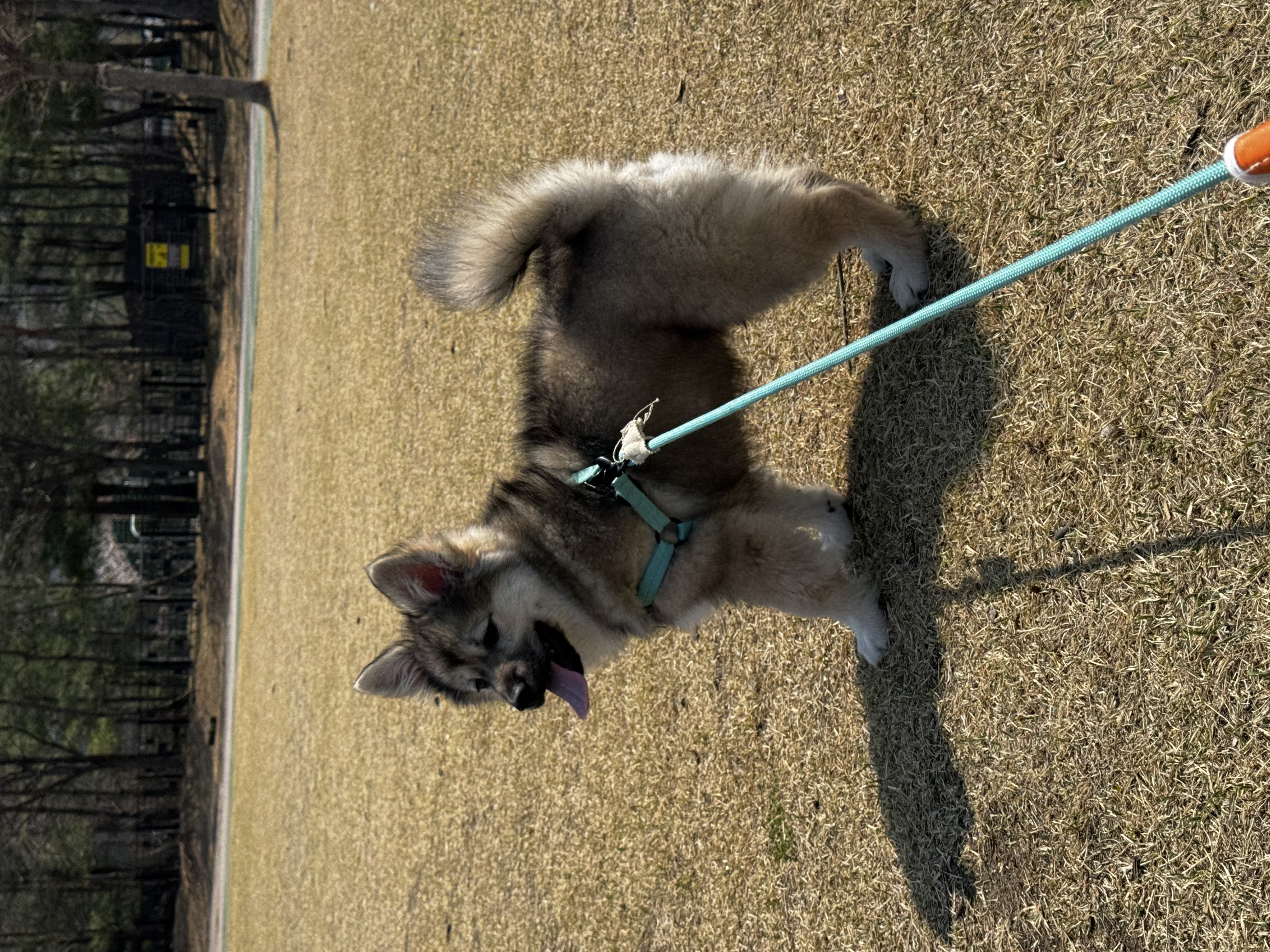 후추(대복이) 한달차입니당 😋