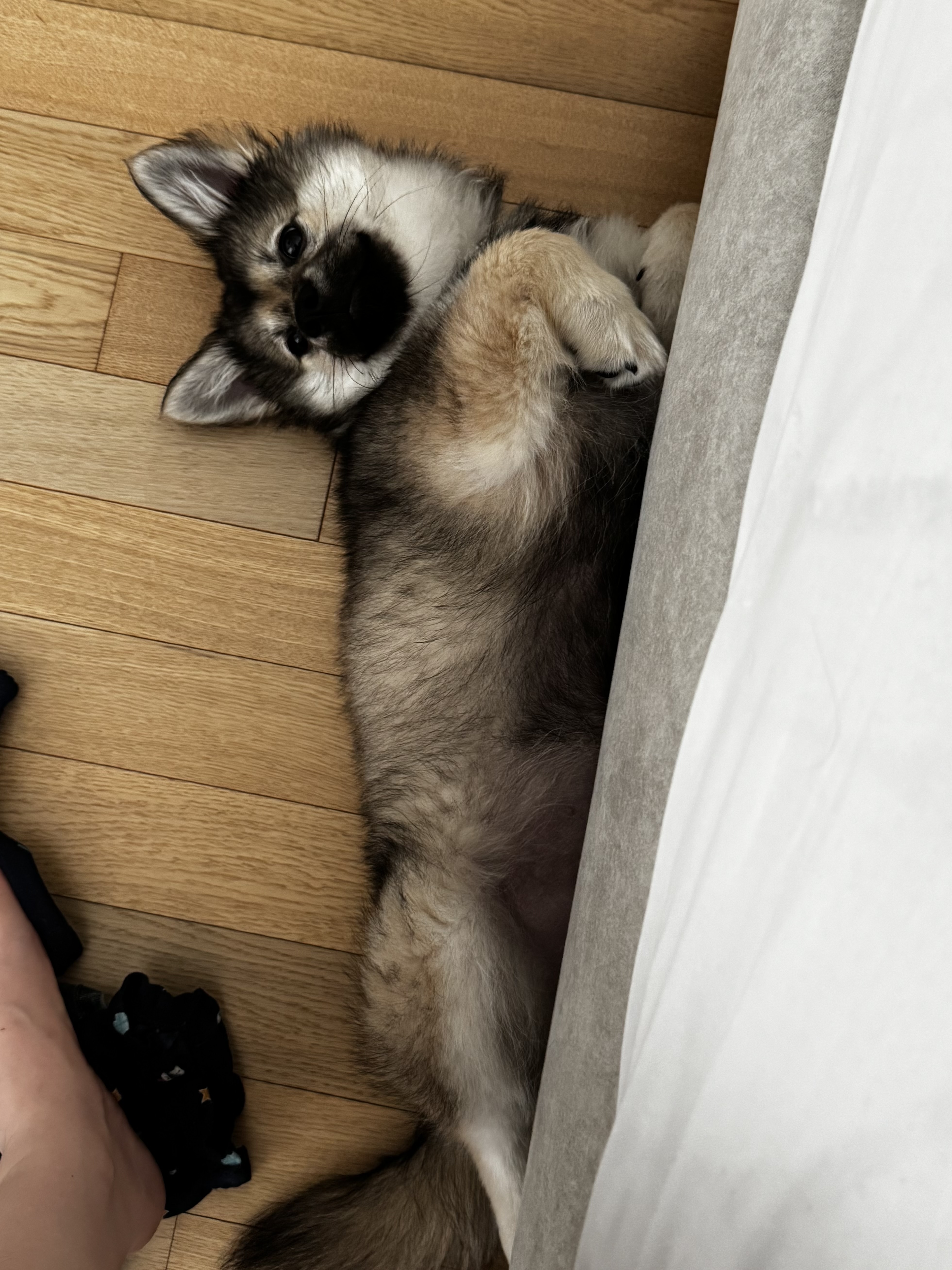 후추(대복이) 한달차입니당 😋