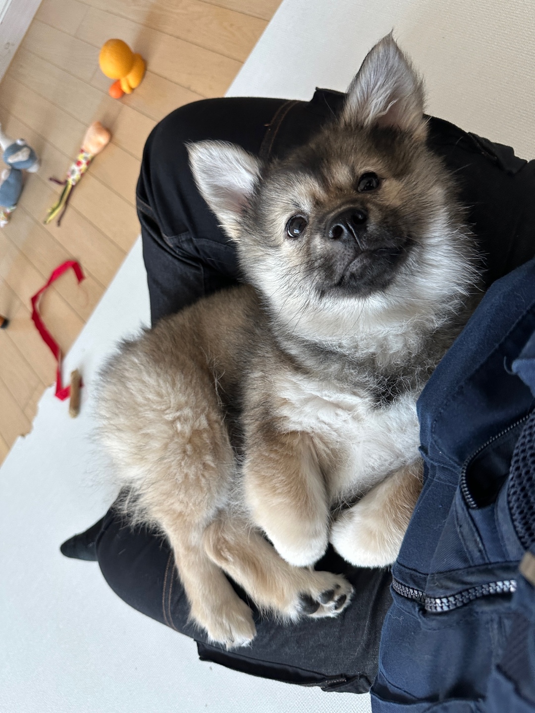 후추(대복이) 한달차입니당 😋