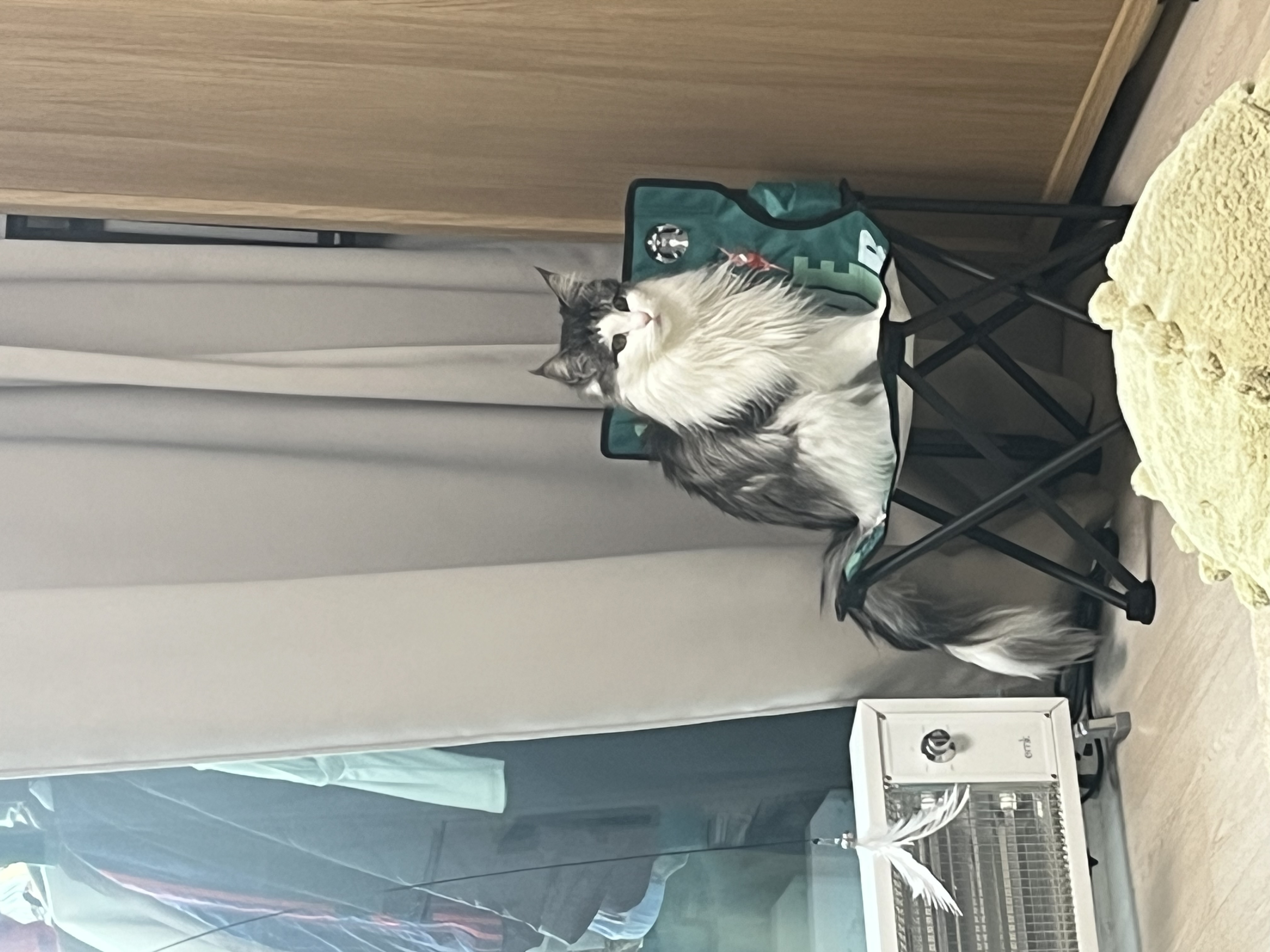 띠아(대봉시) 입양 후기 