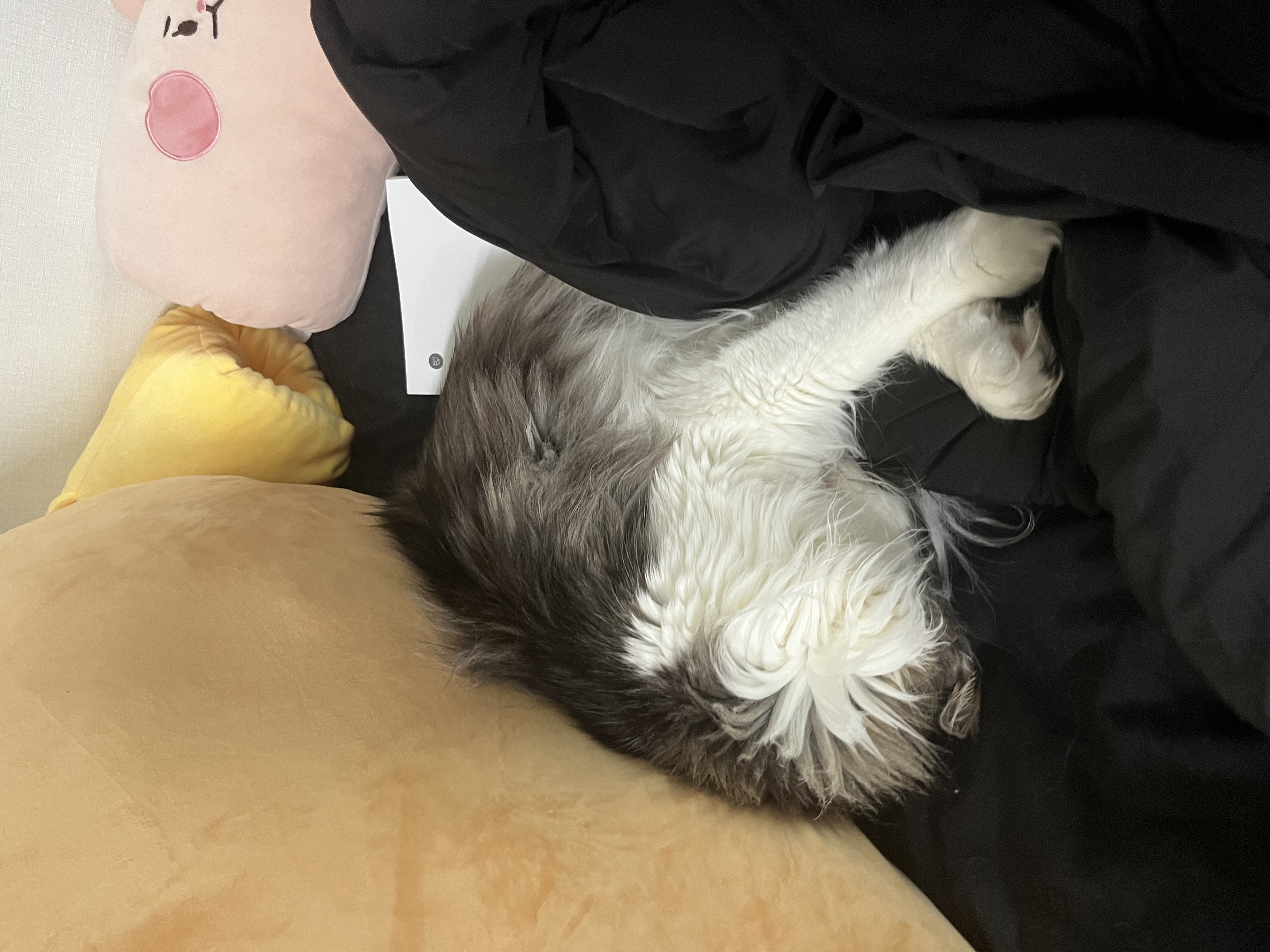 띠아(대봉시) 입양 후기 