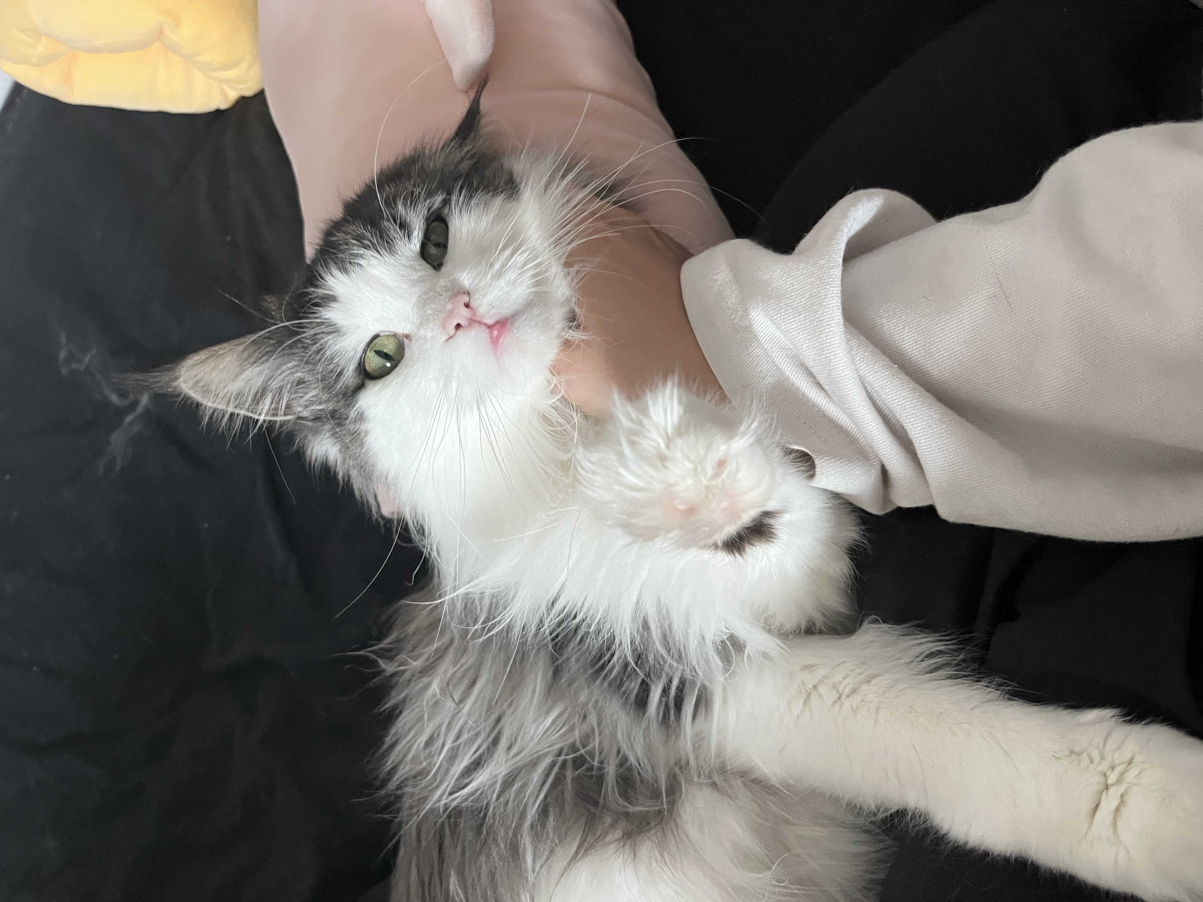 띠아(대봉시) 입양 후기 