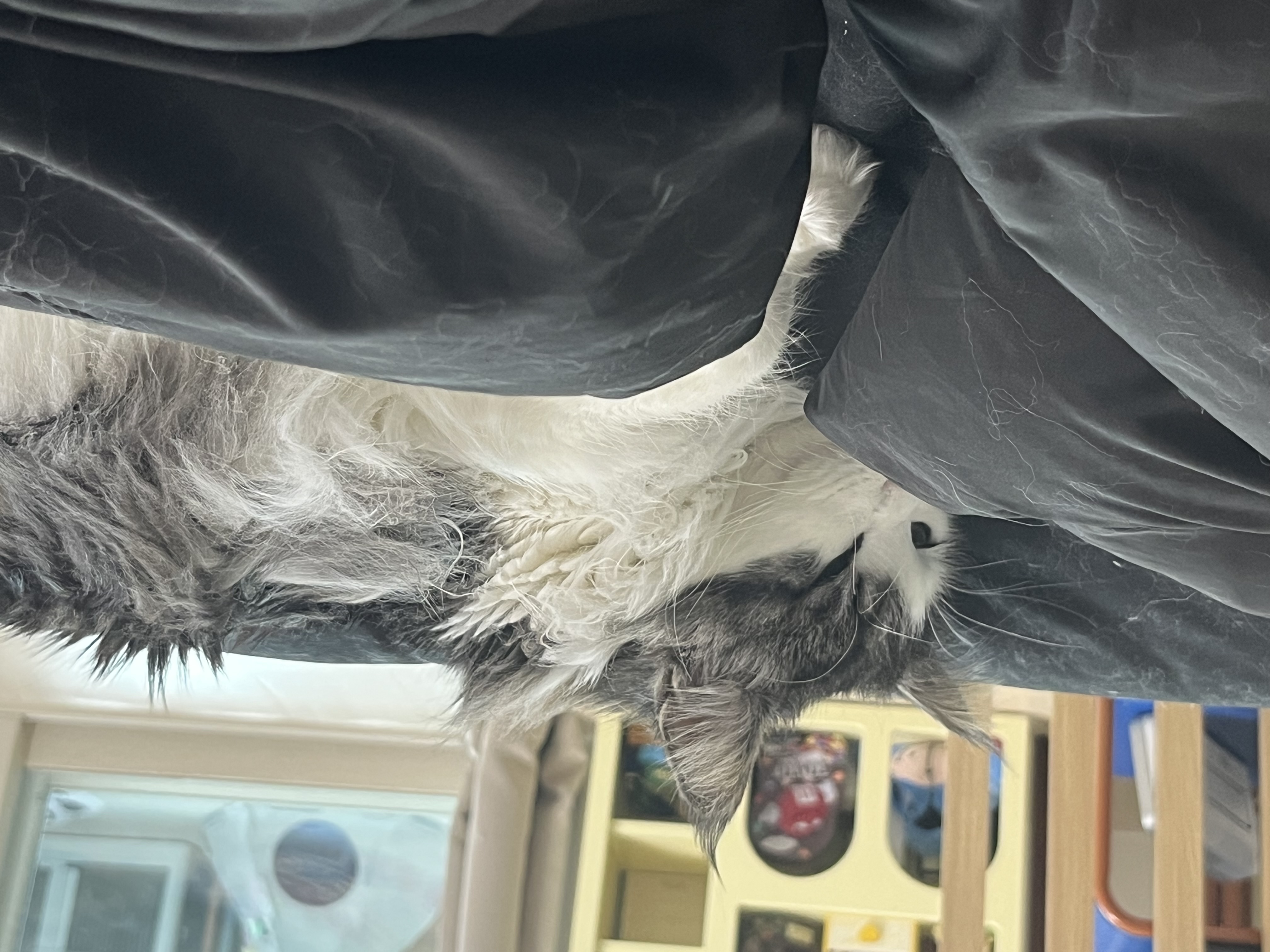 띠아(대봉시) 입양 후기 