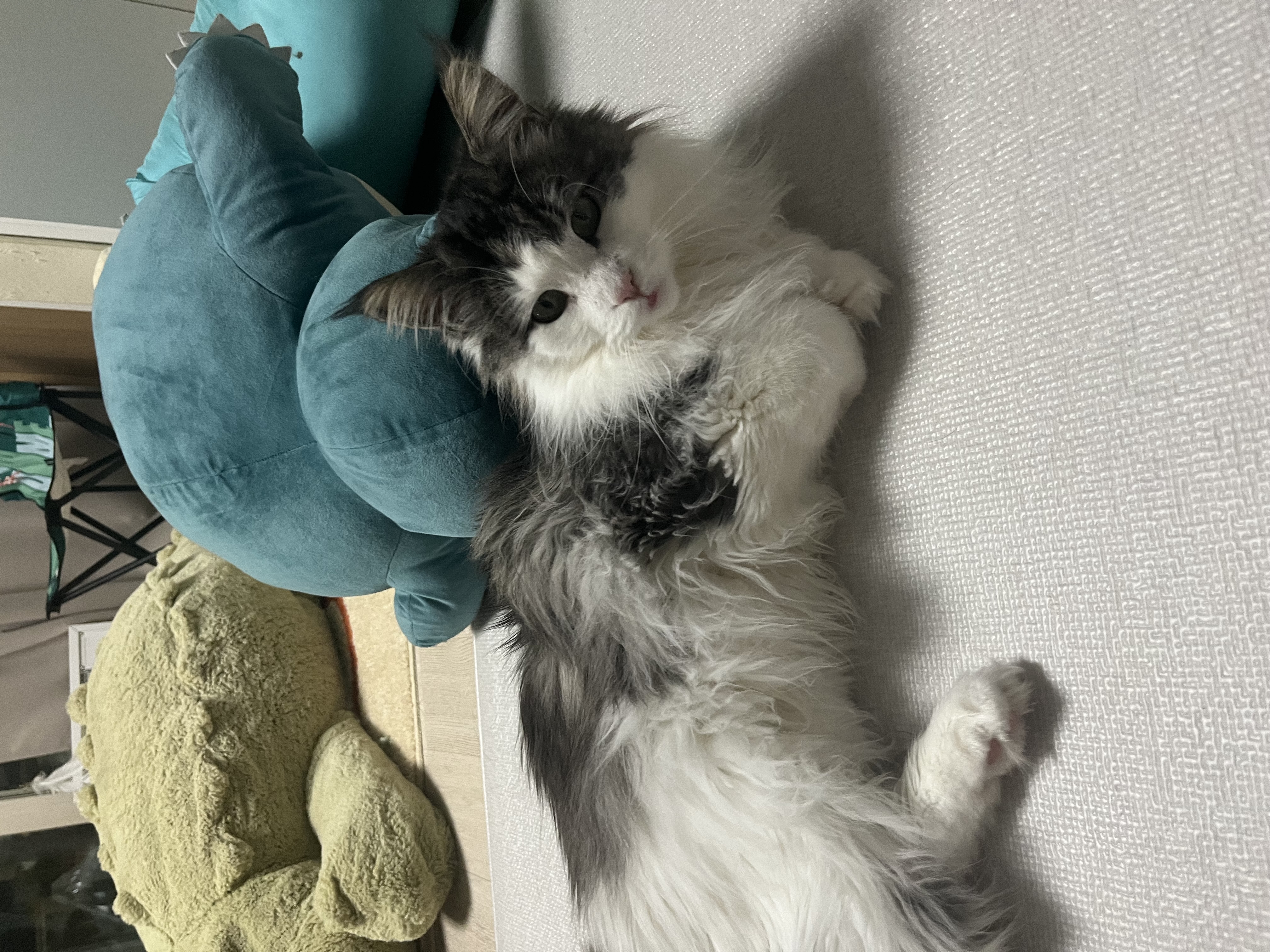 띠아(대봉시) 입양 후기 