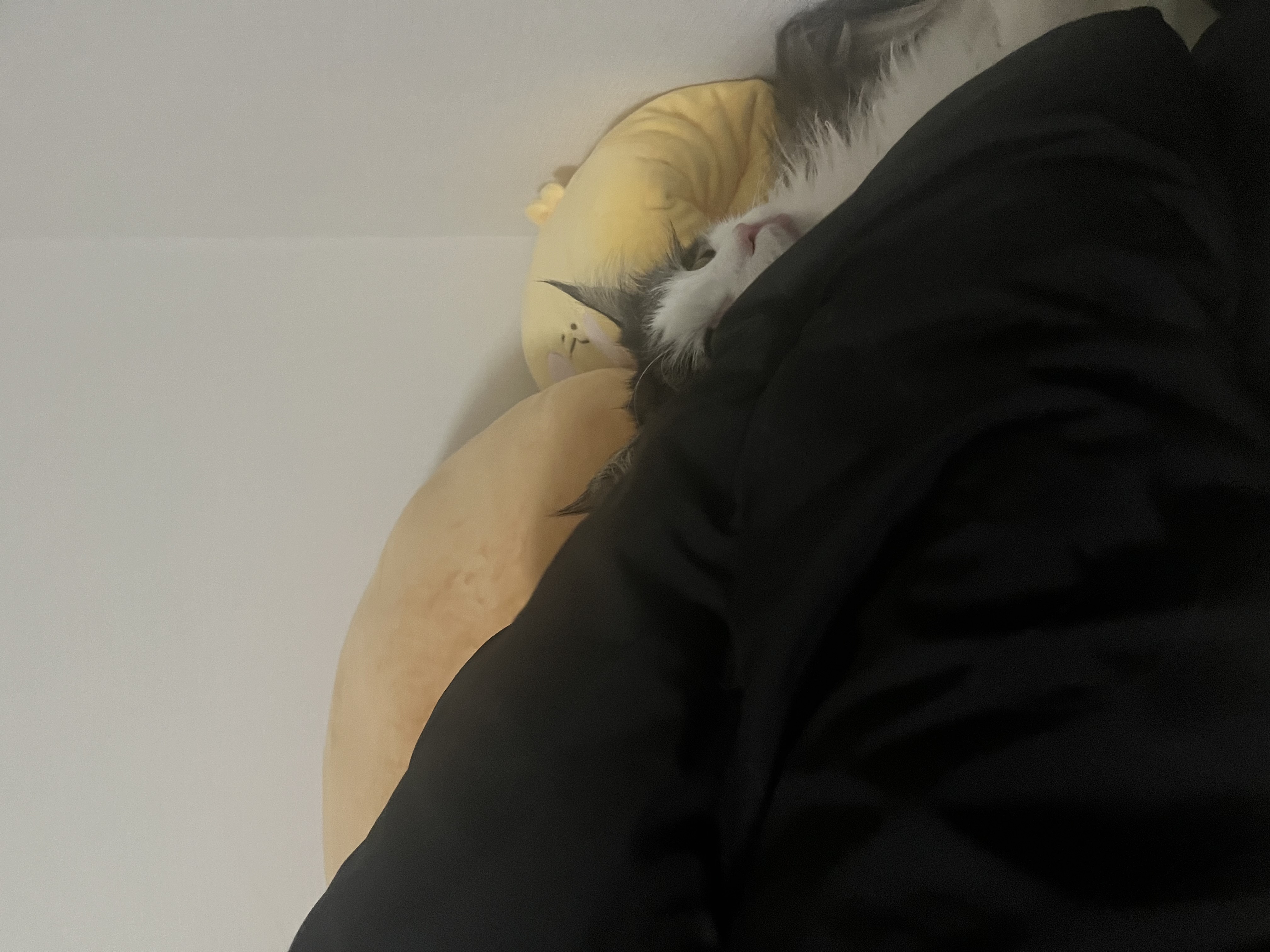 띠아(대봉시) 입양 후기 