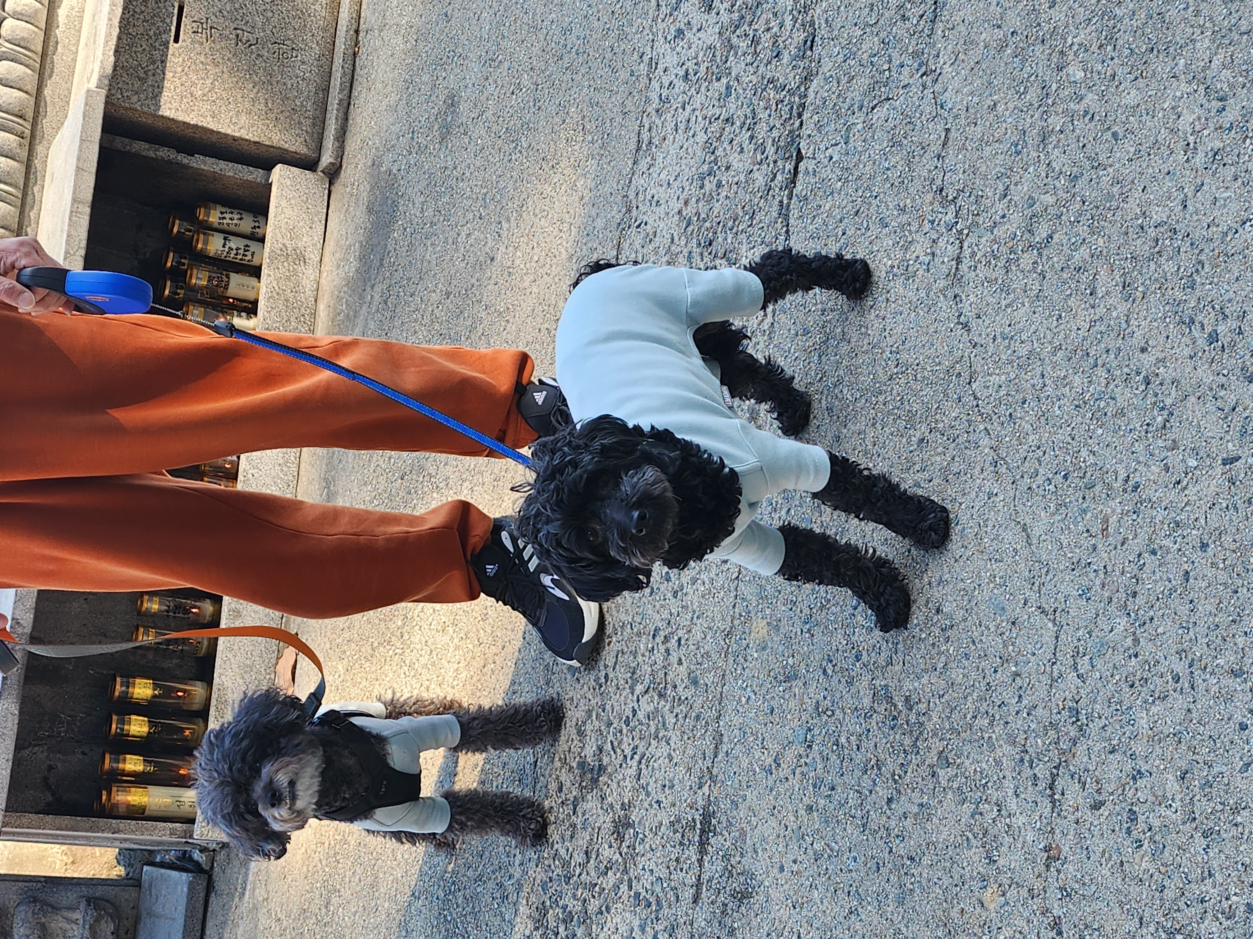 깜동이...지금은 찐블이로 부르는 1달 후기입니다~♡