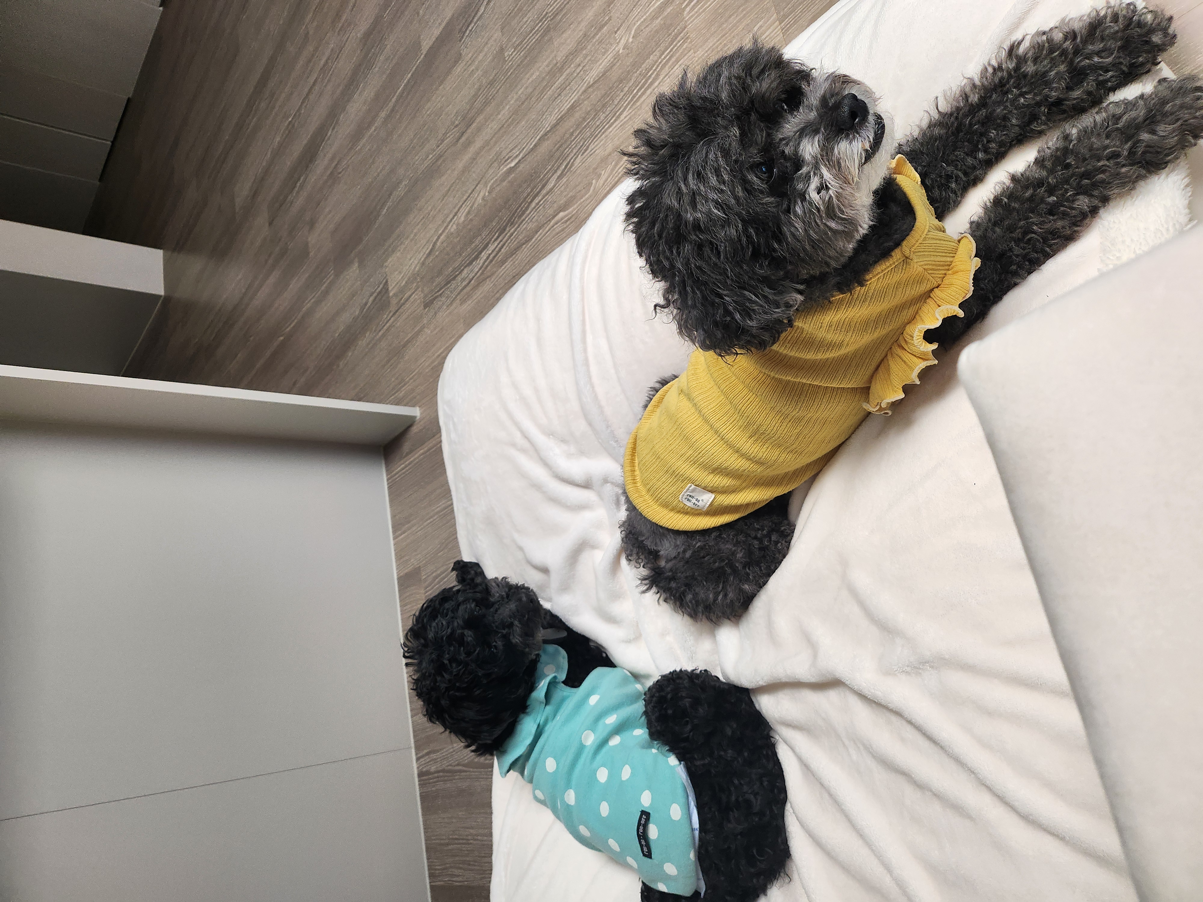 깜동이...지금은 찐블이로 부르는 1달 후기입니다~♡