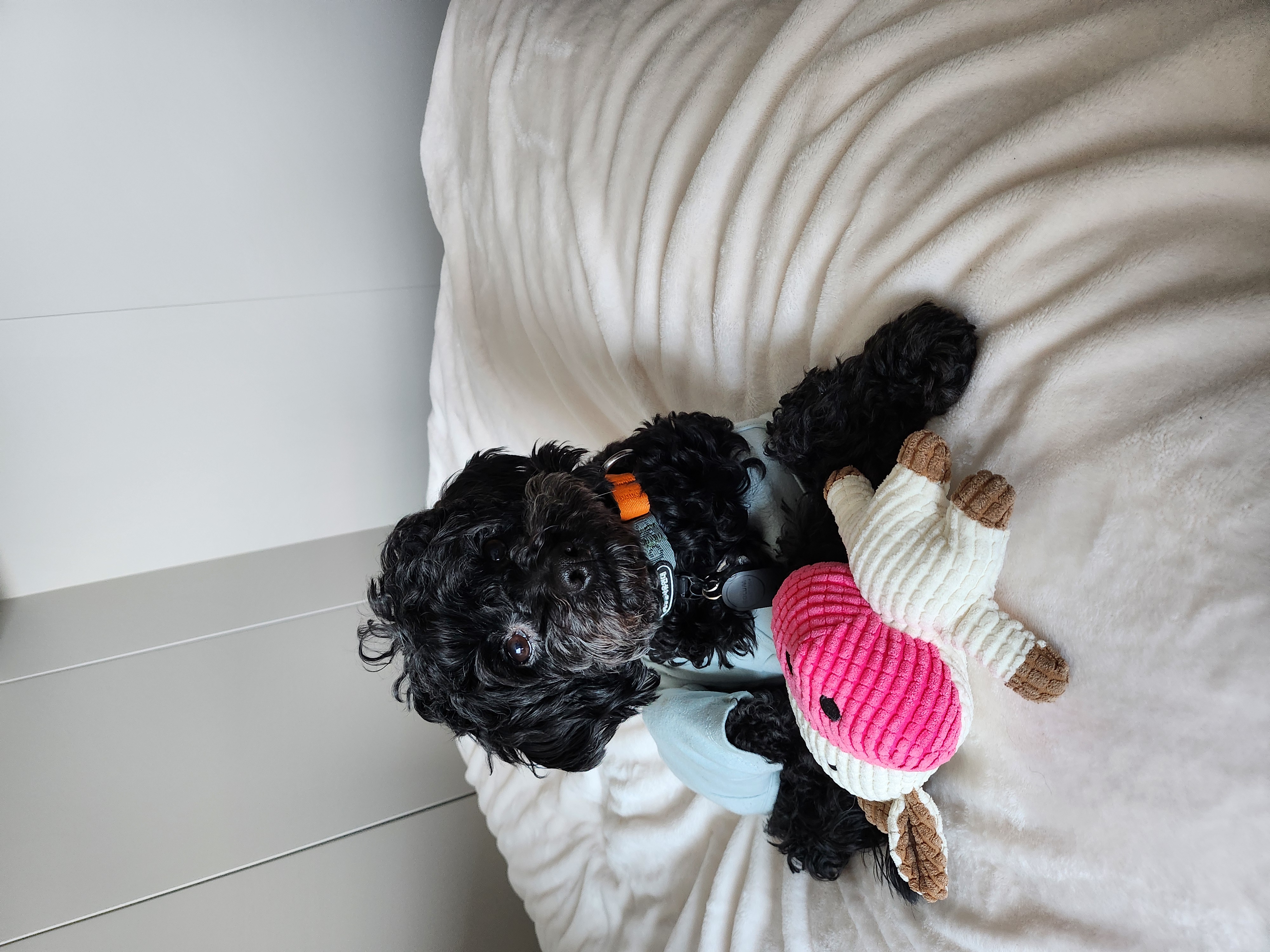 깜동이...지금은 찐블이로 부르는 1달 후기입니다~♡