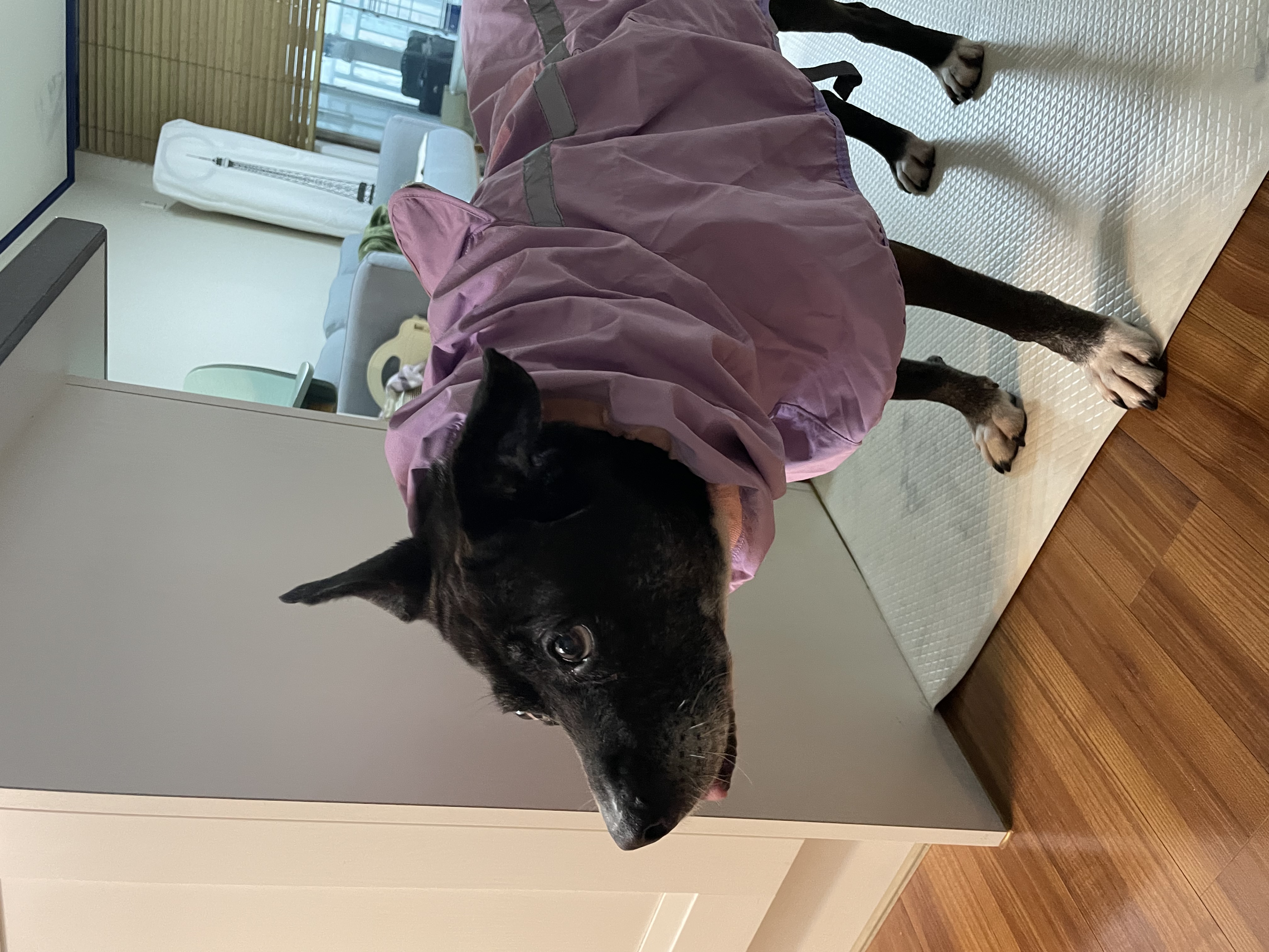 10년이 지나도 여전히 사랑스러운 딩동이