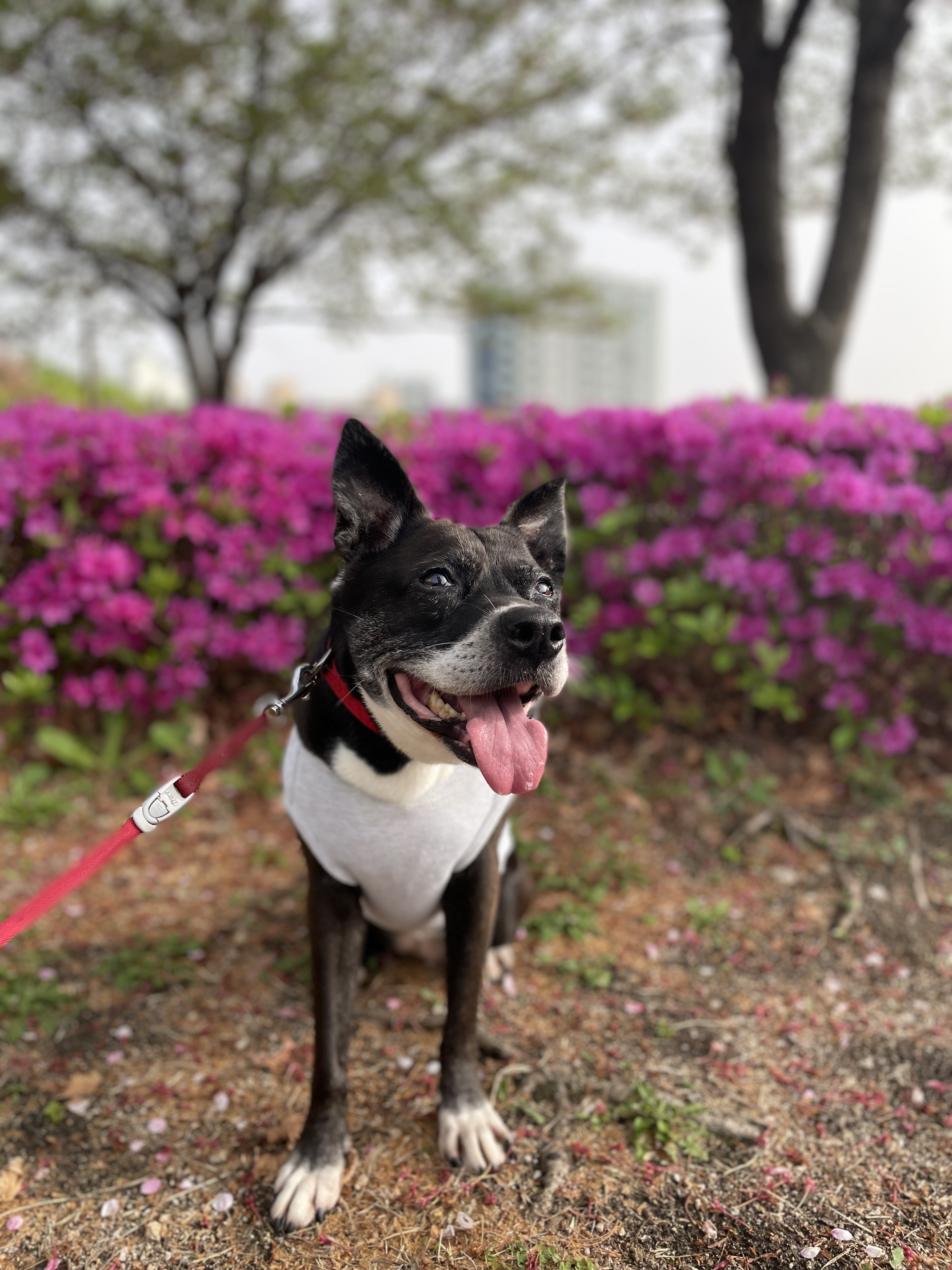10년이 지나도 여전히 사랑스러운 딩동이