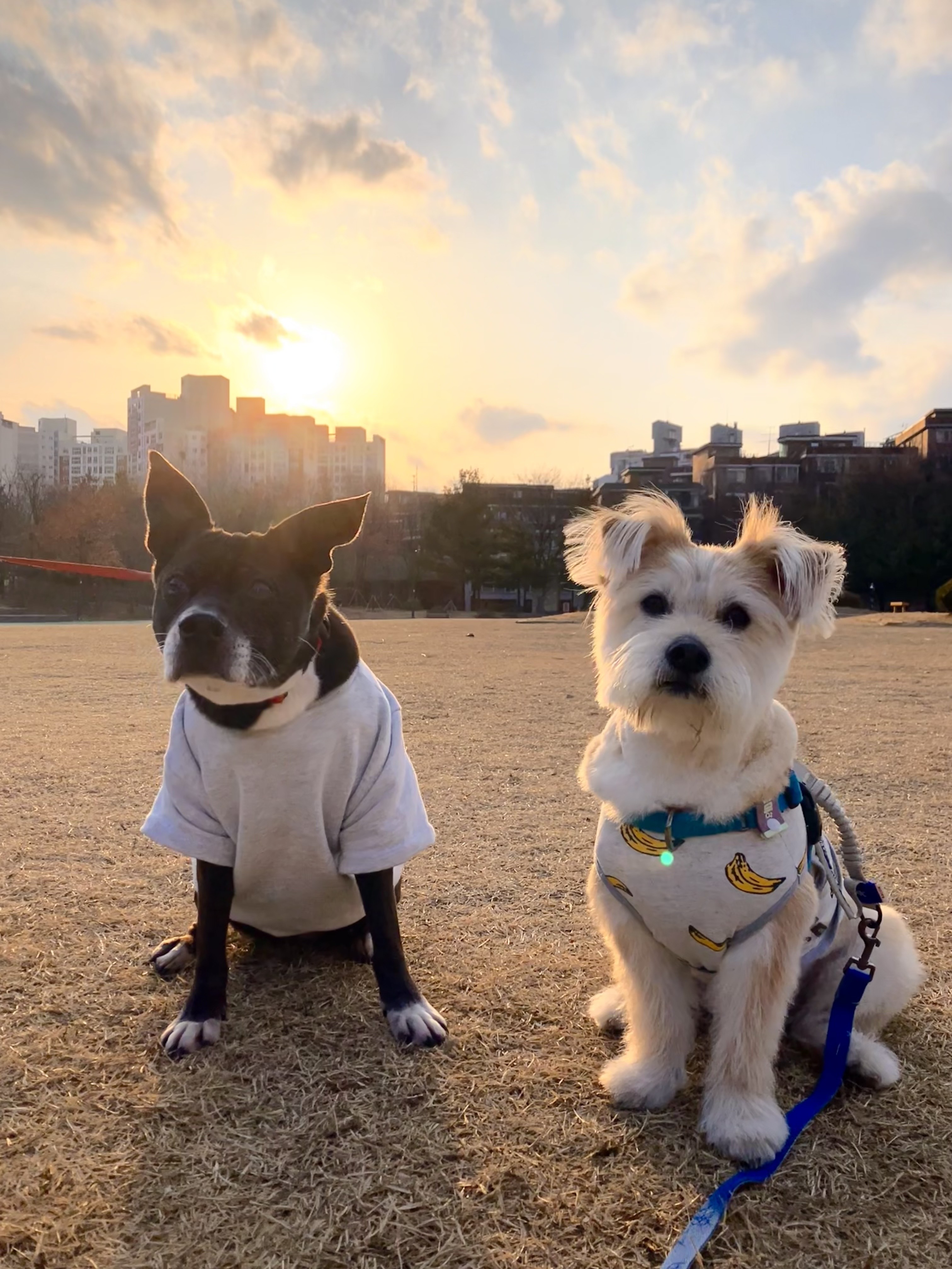 10년이 지나도 여전히 사랑스러운 딩동이