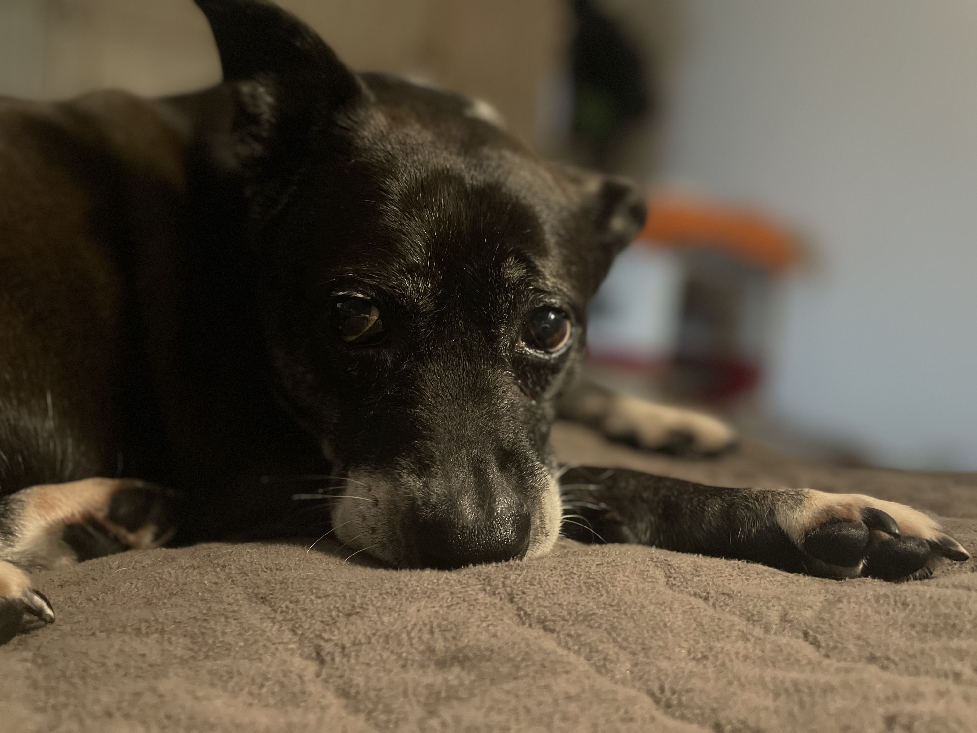 10년이 지나도 여전히 사랑스러운 딩동이