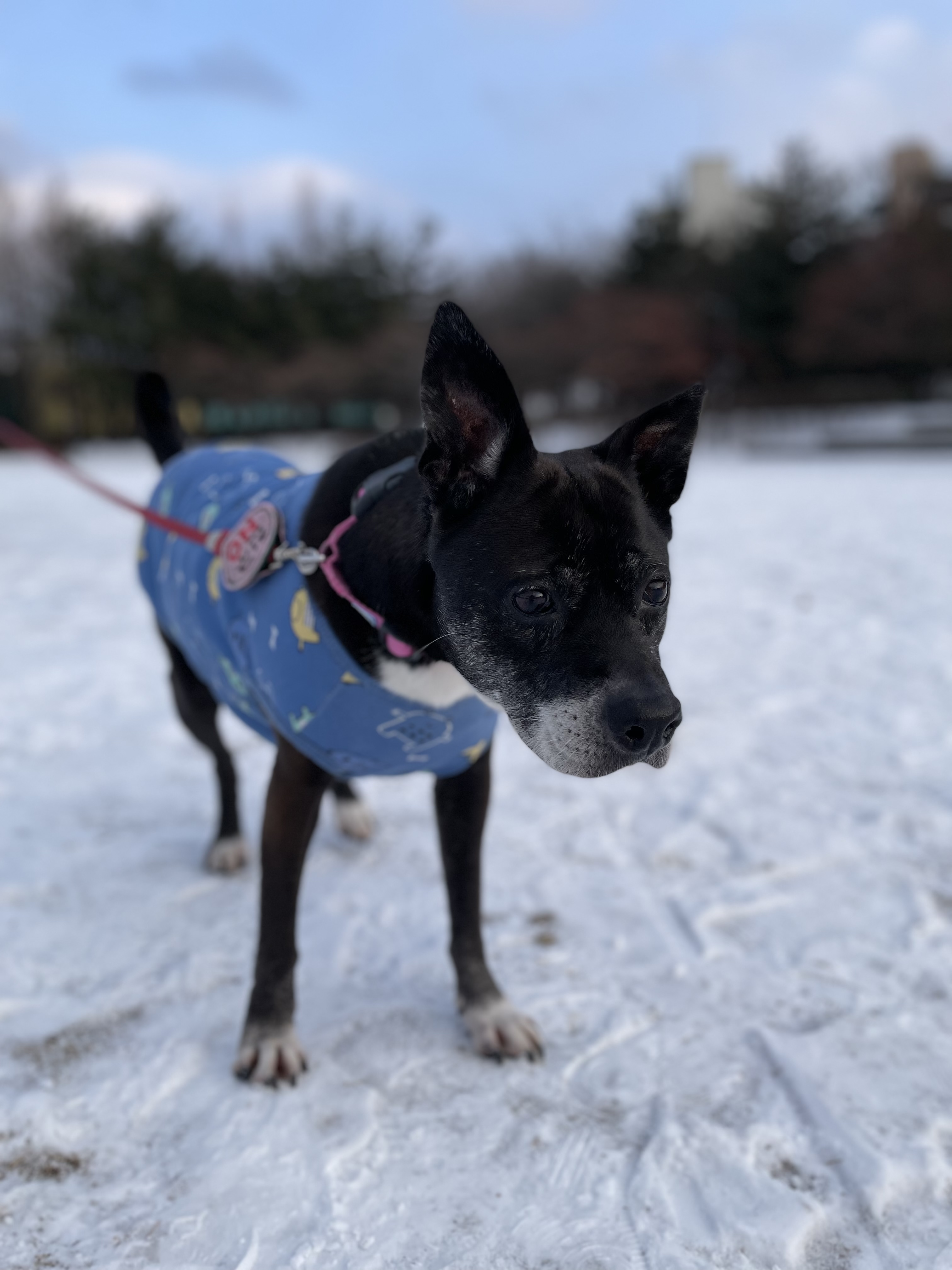 10년이 지나도 여전히 사랑스러운 딩동이