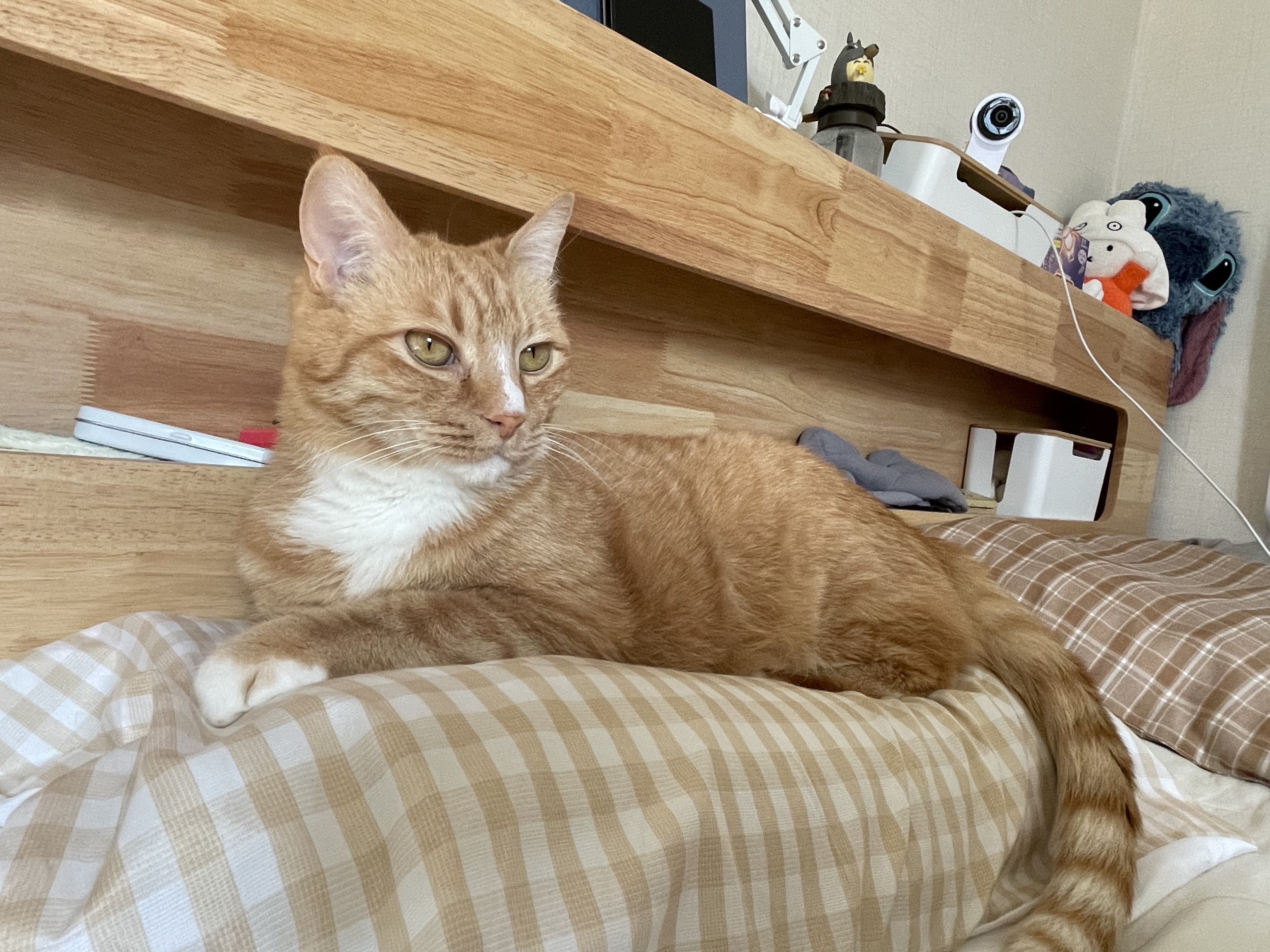 애옹이(리쿠)와의 일주일 기록