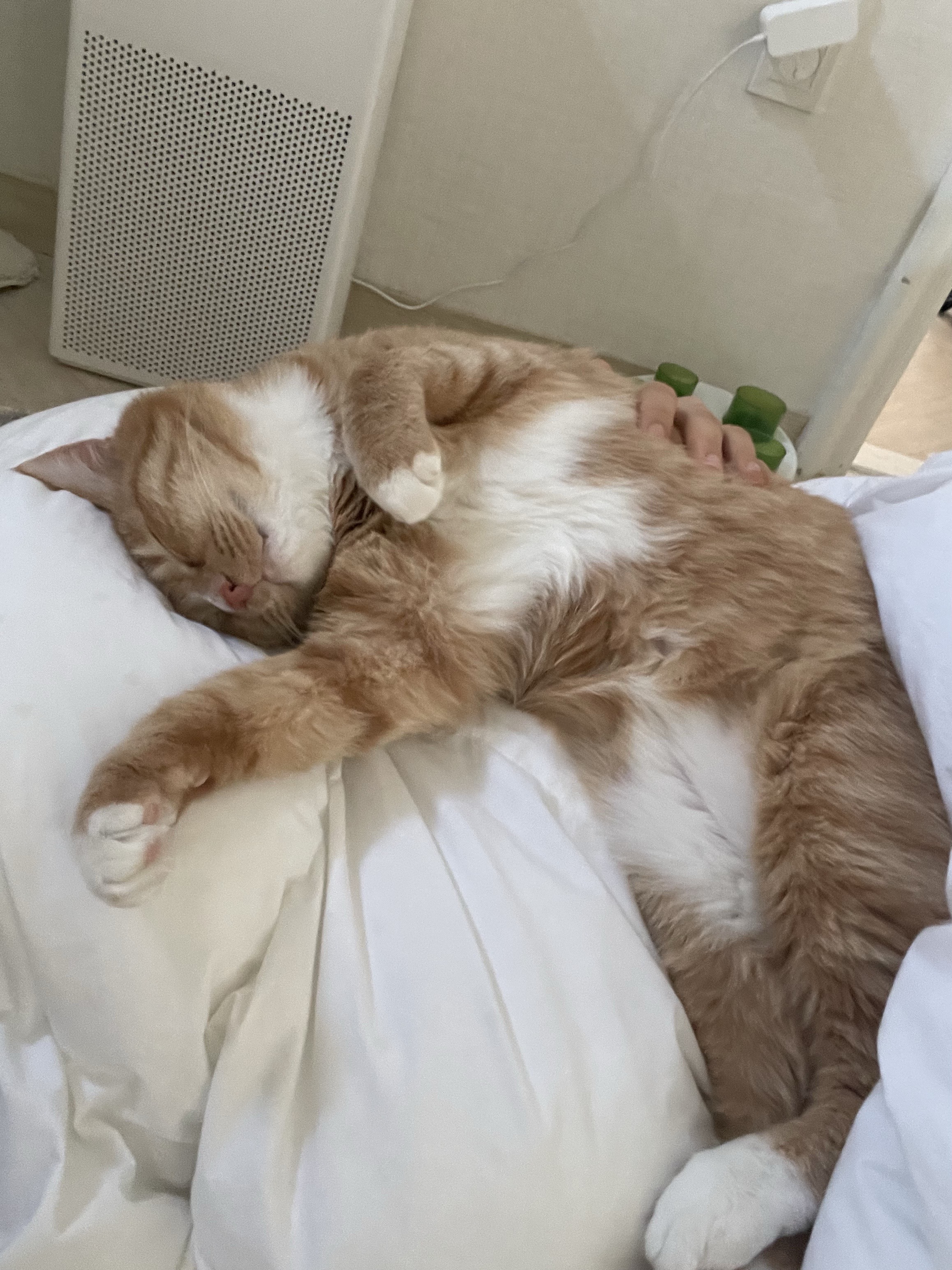 애옹이(리쿠)와의 일주일 기록