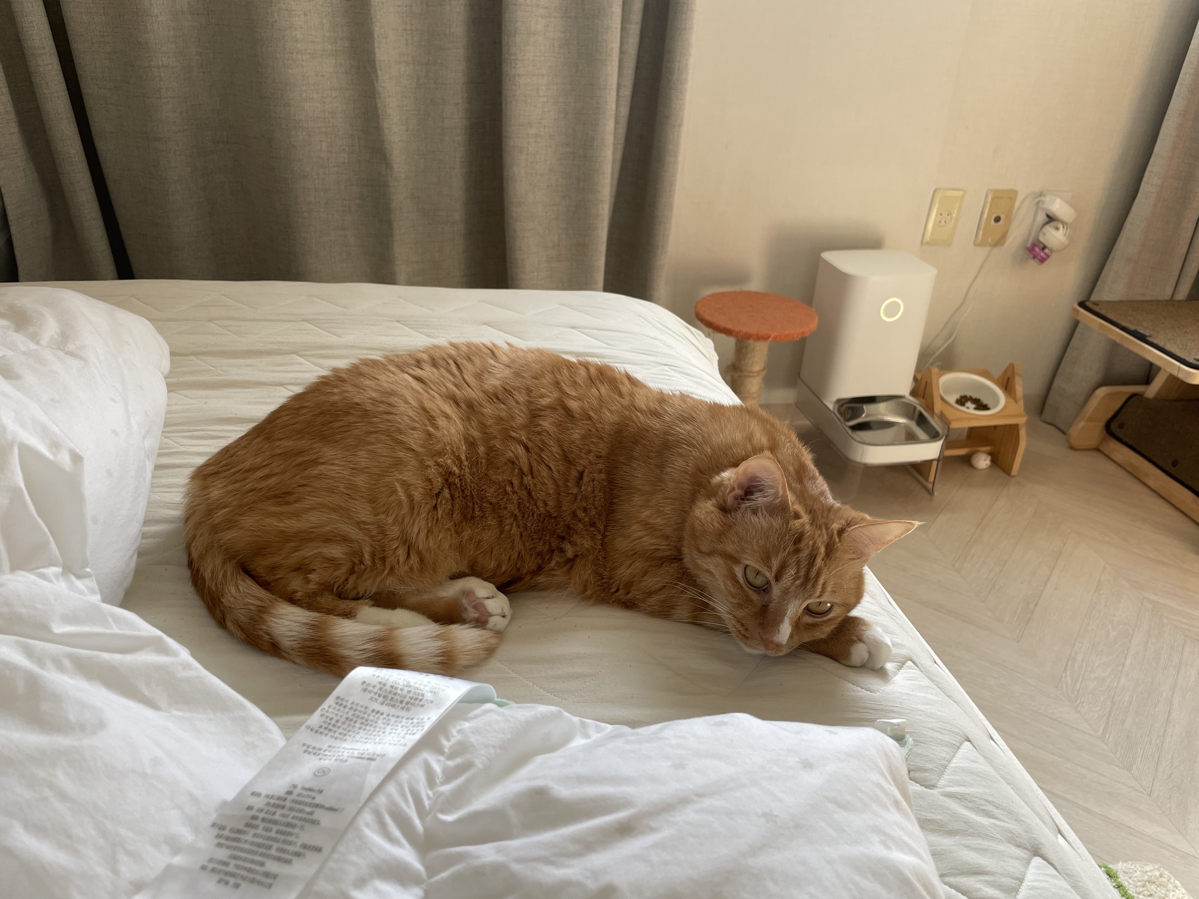 애옹이(리쿠)와의 일주일 기록