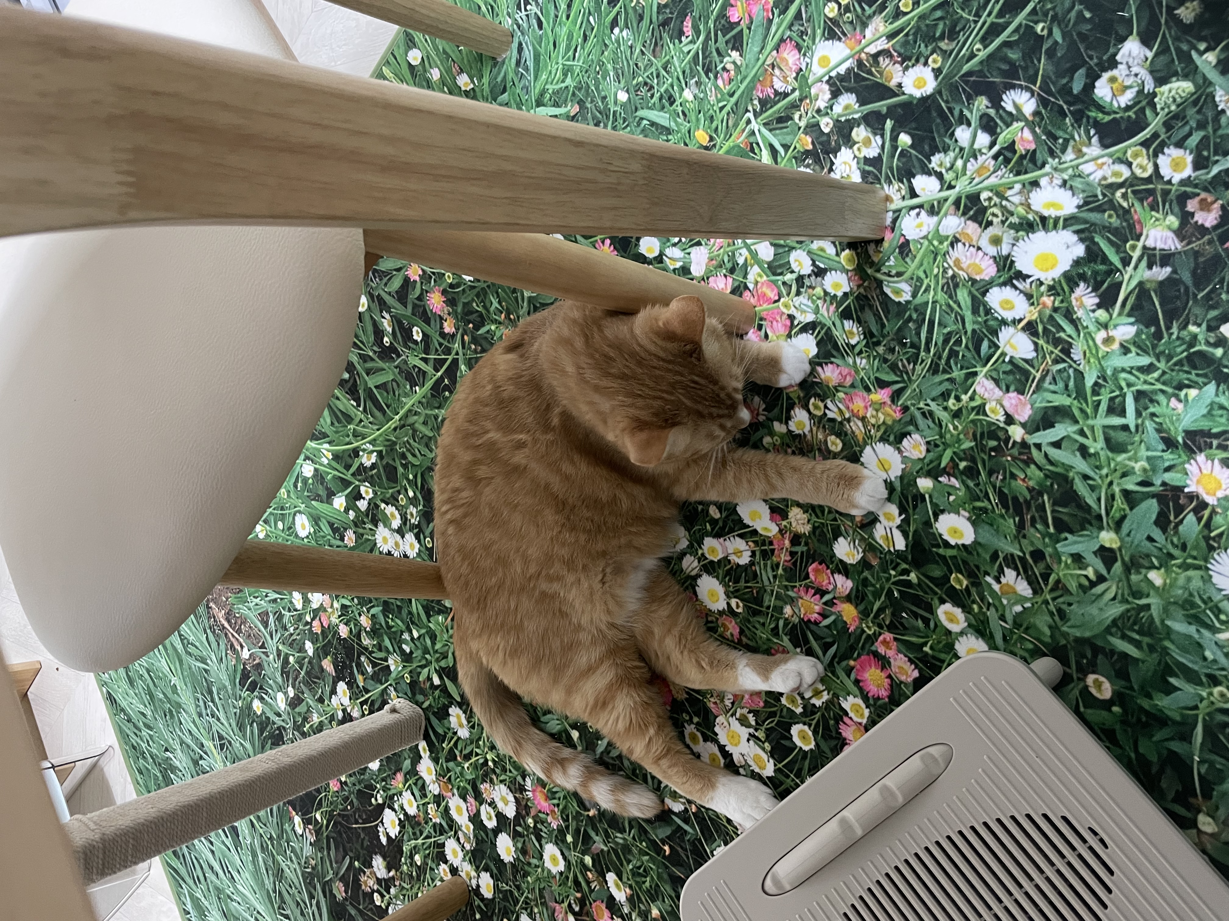 애옹이(리쿠)와의 일주일 기록