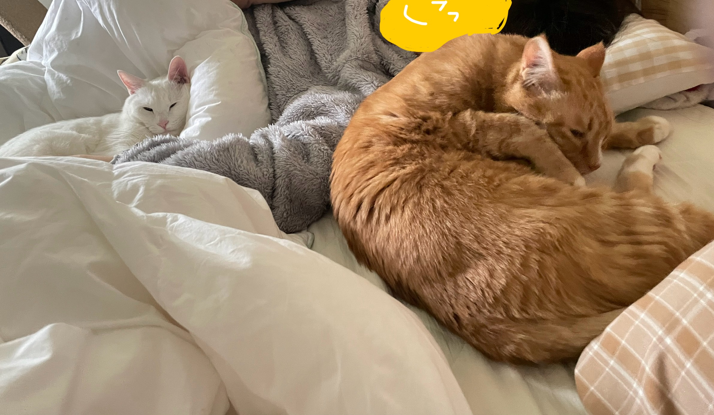 애옹이(리쿠)와의 일주일 기록