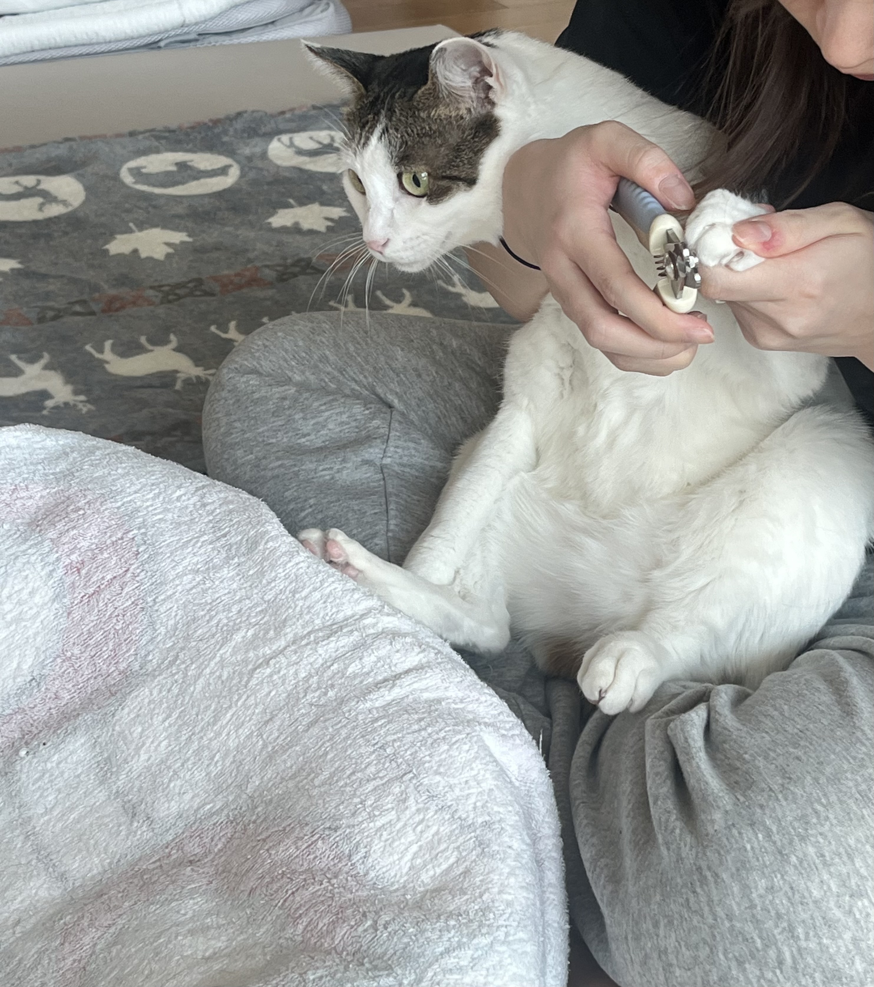 어겐이&바든이 입양 1주년 후기