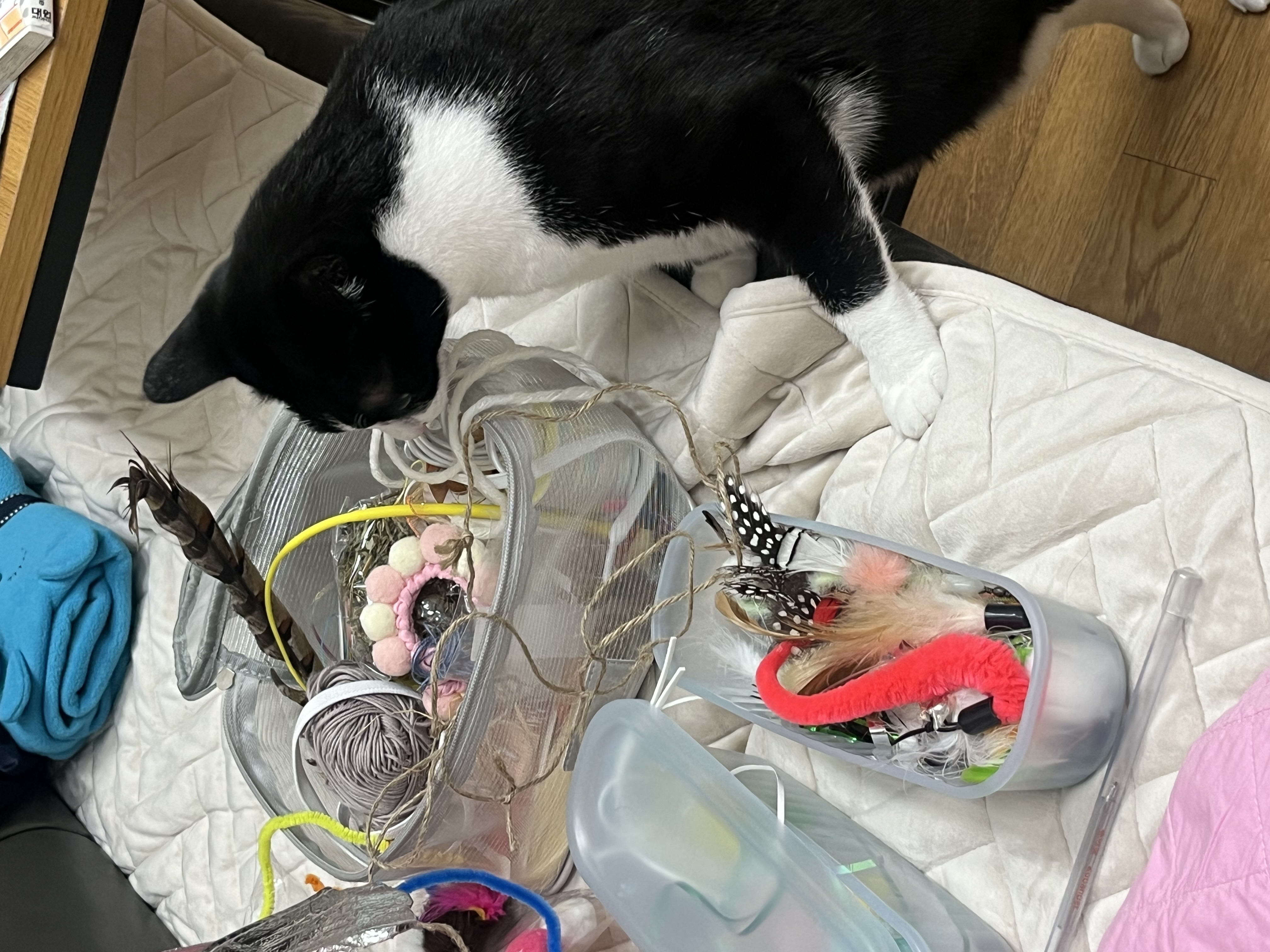 어겐이&바든이 입양 1주년 후기