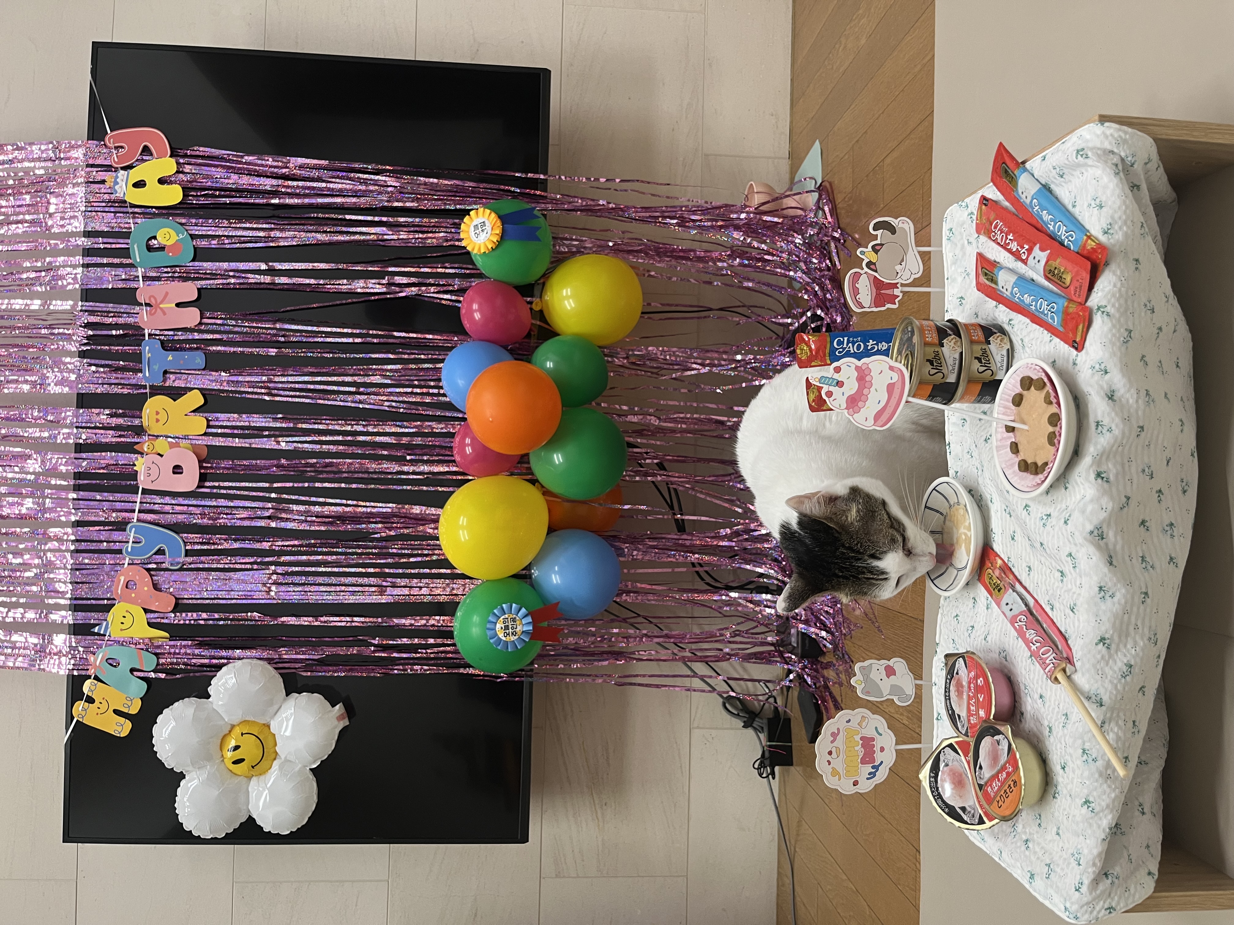 어겐이&바든이 입양 1주년 후기