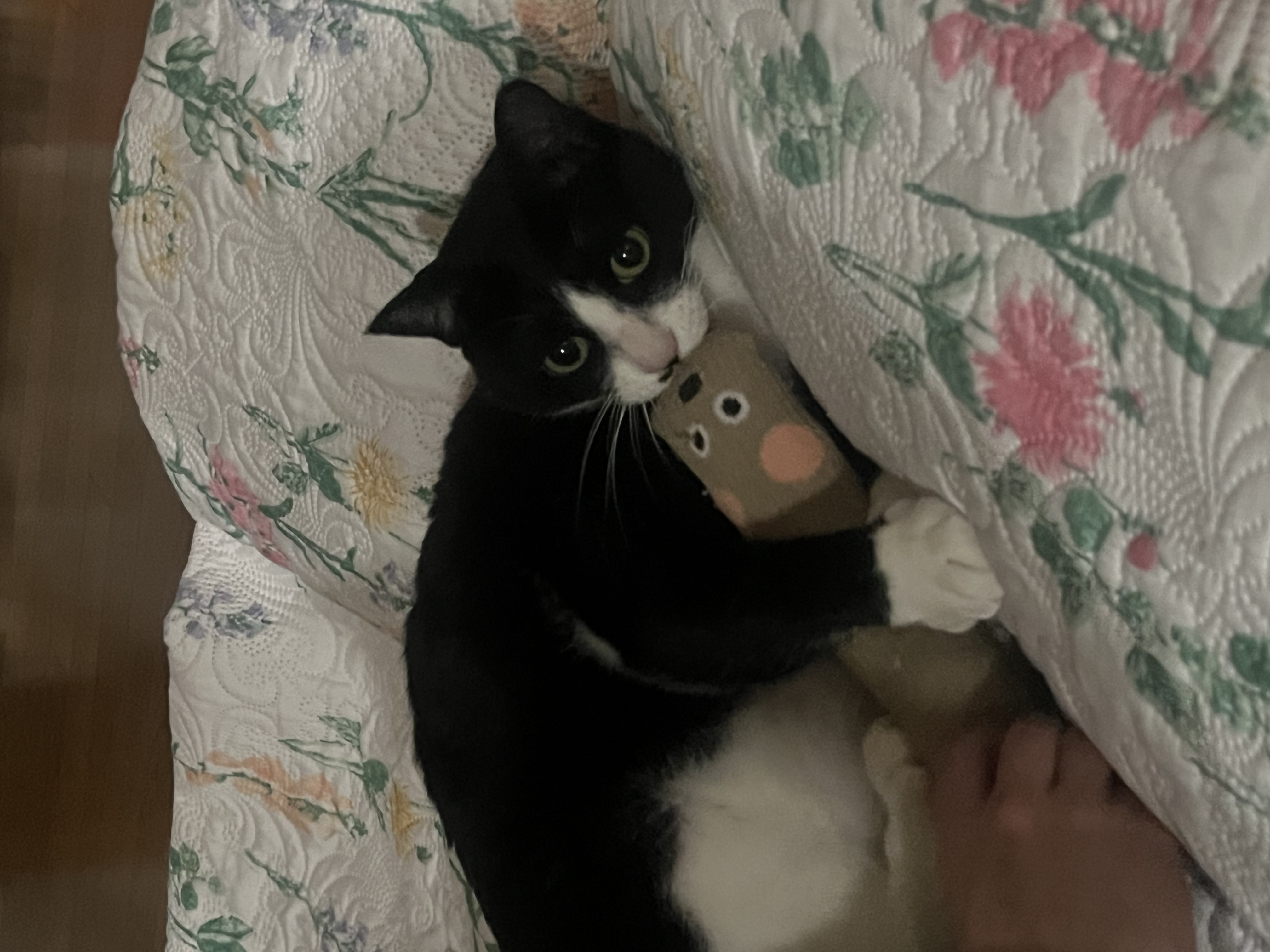 어겐이&바든이 입양 1주년 후기