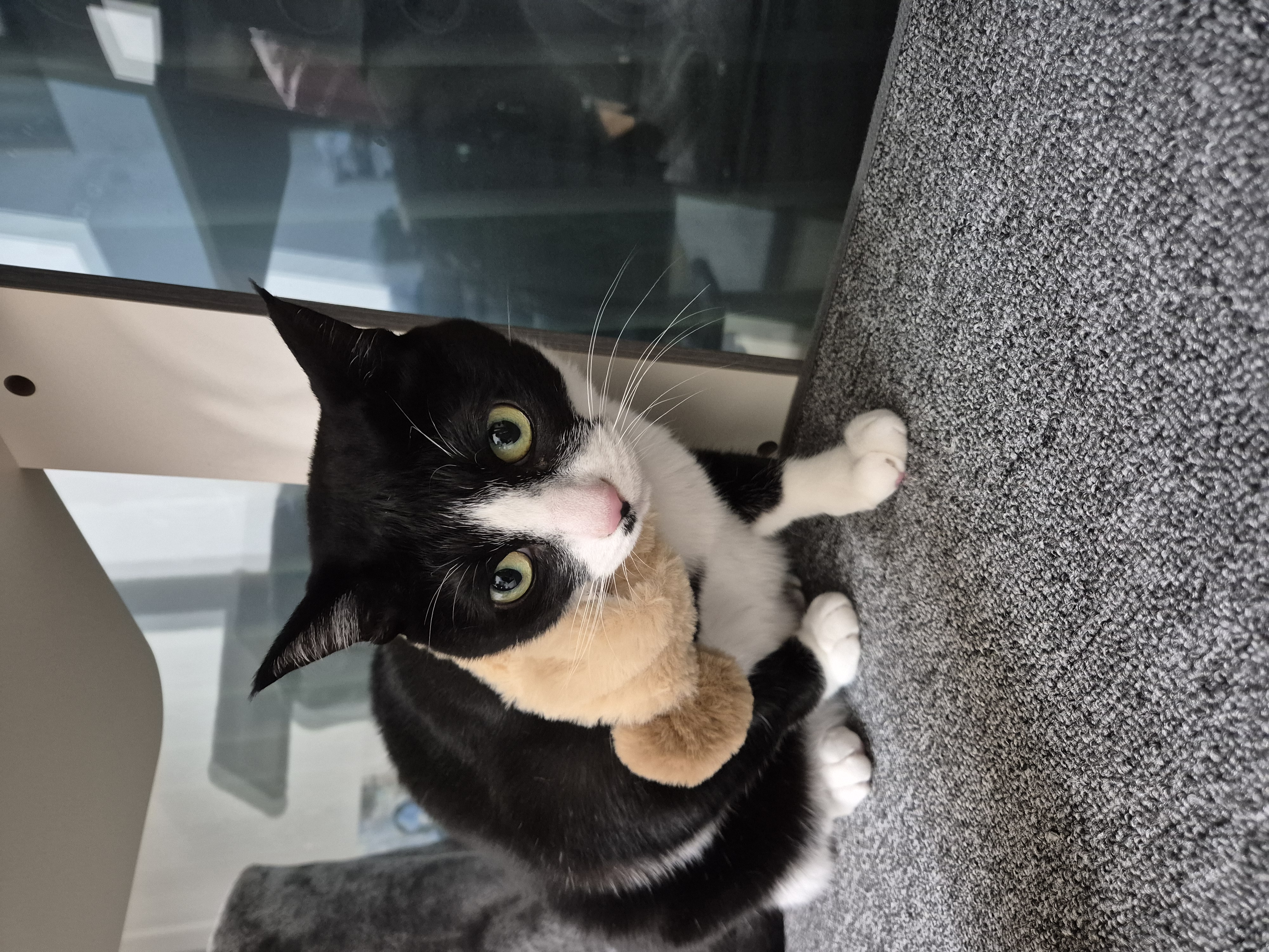 어겐이&바든이 입양 1주년 후기