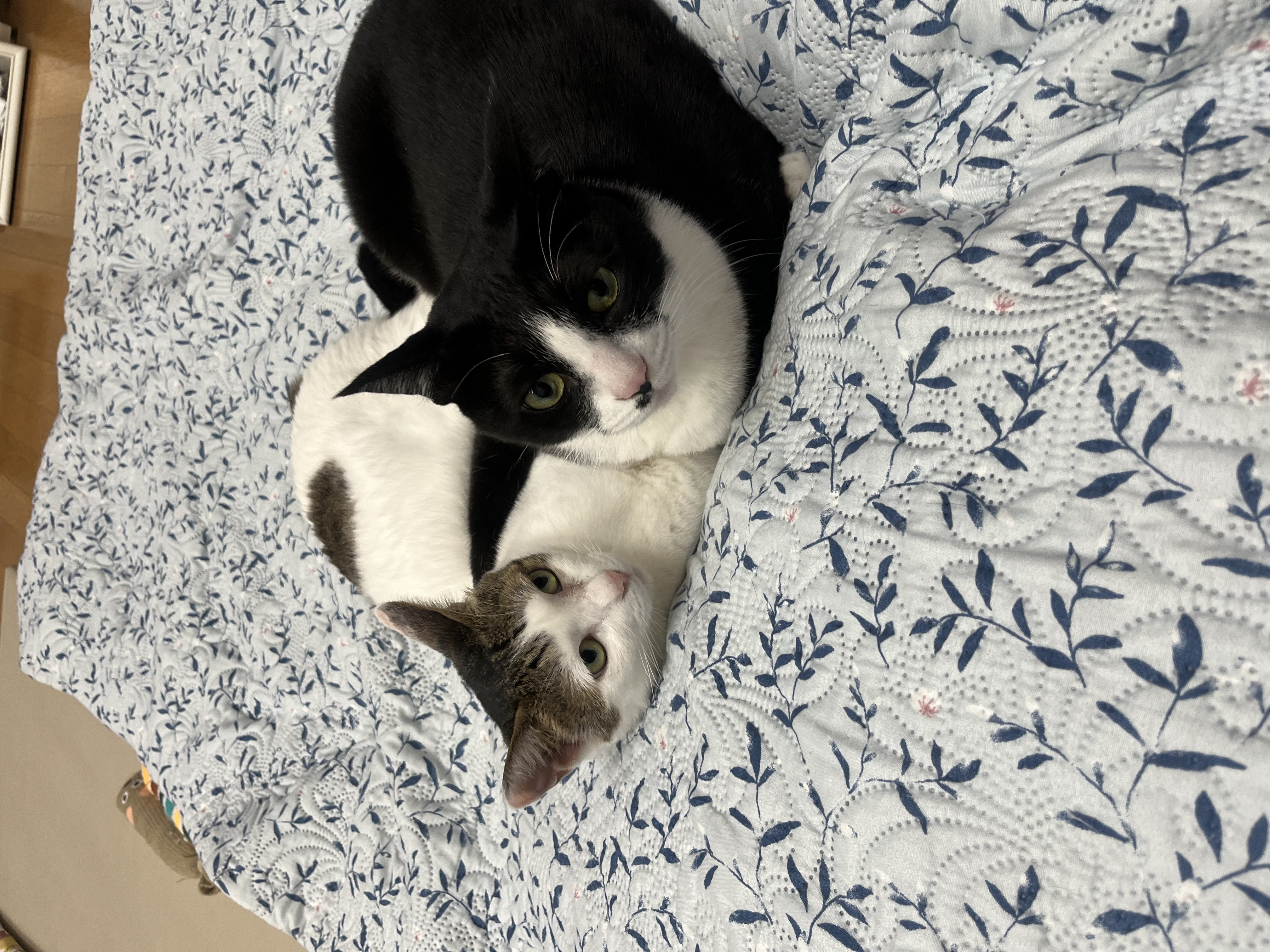 어겐이&바든이 입양 1주년 후기