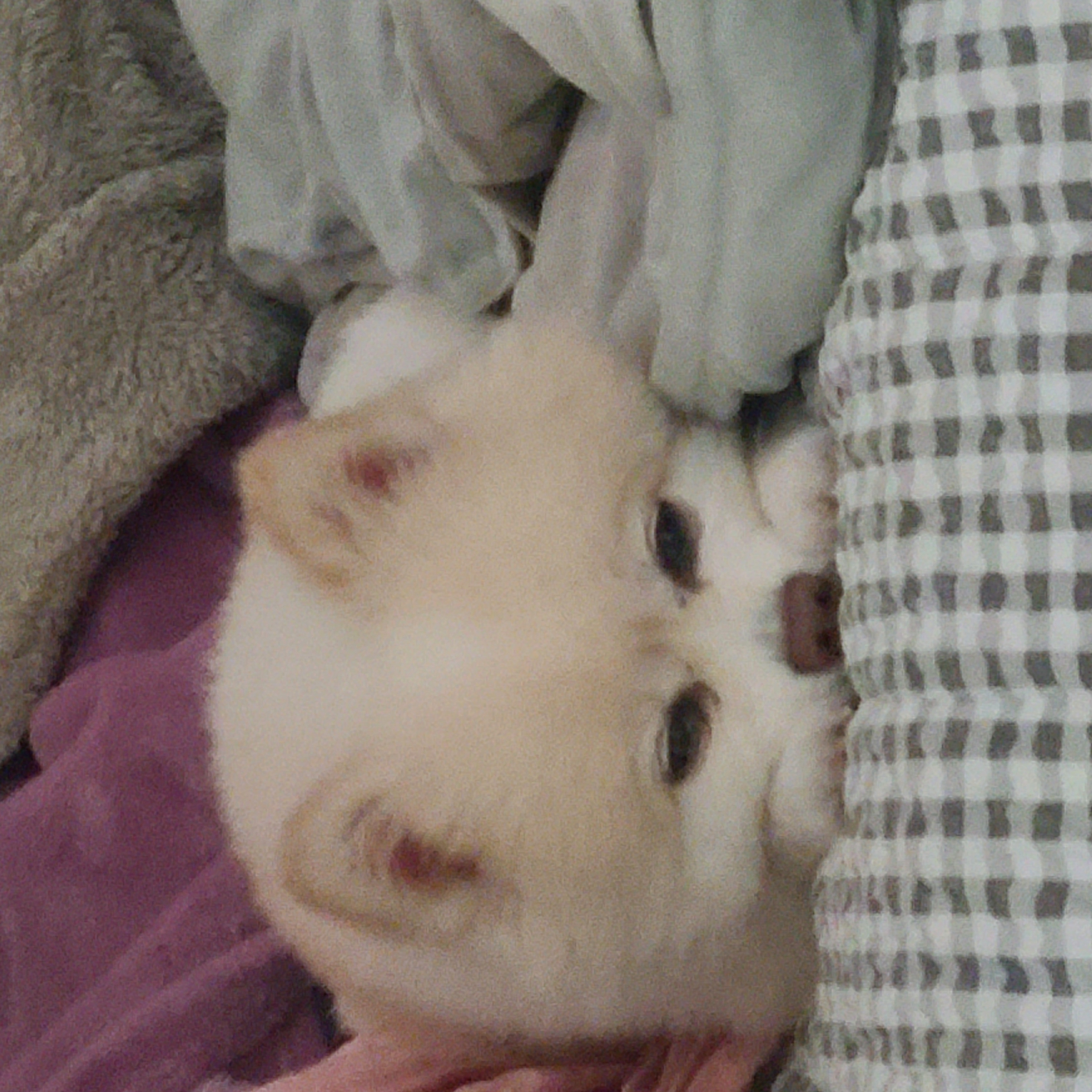 보배 인사드려요^^