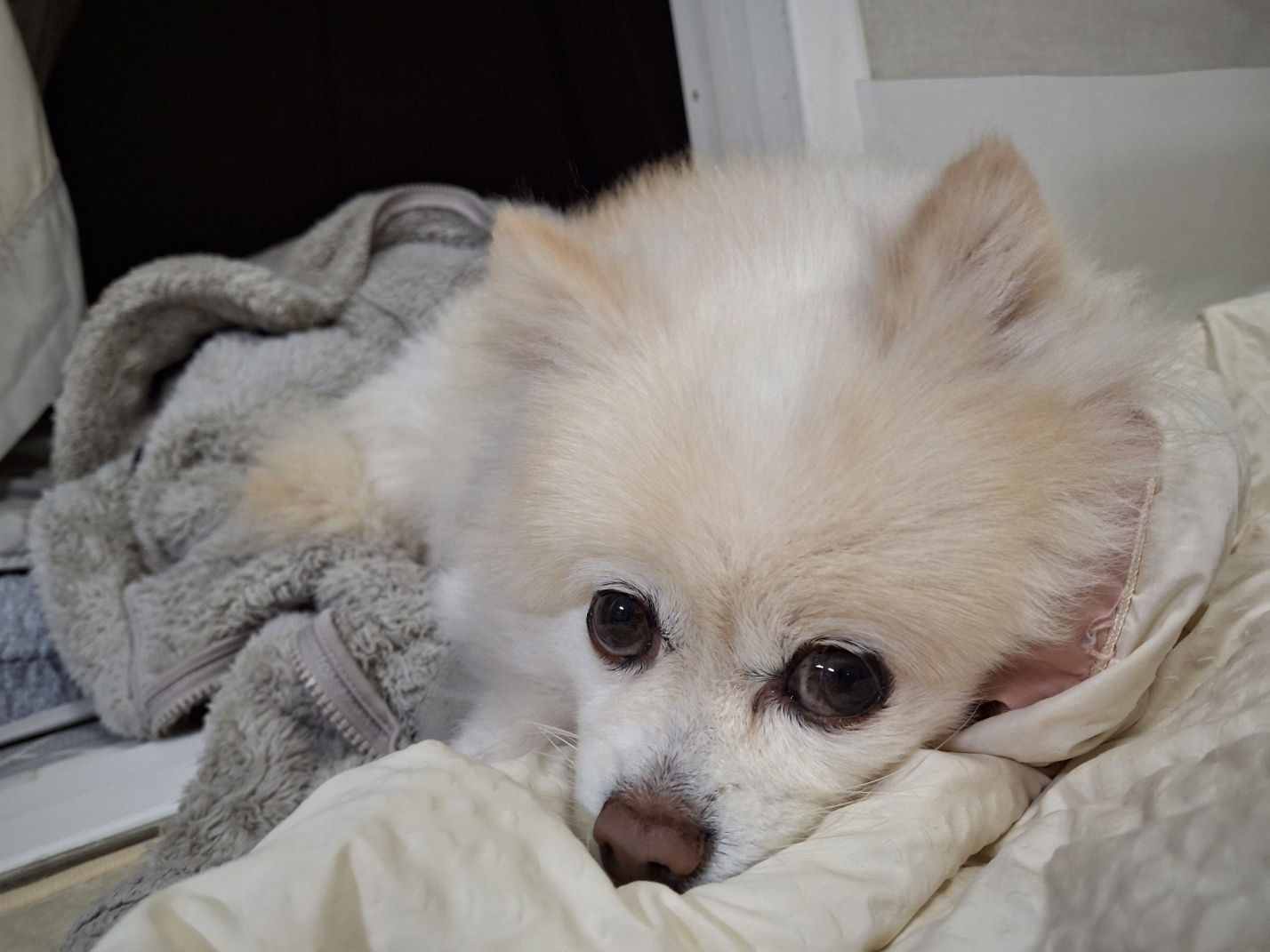 보배 인사드려요^^